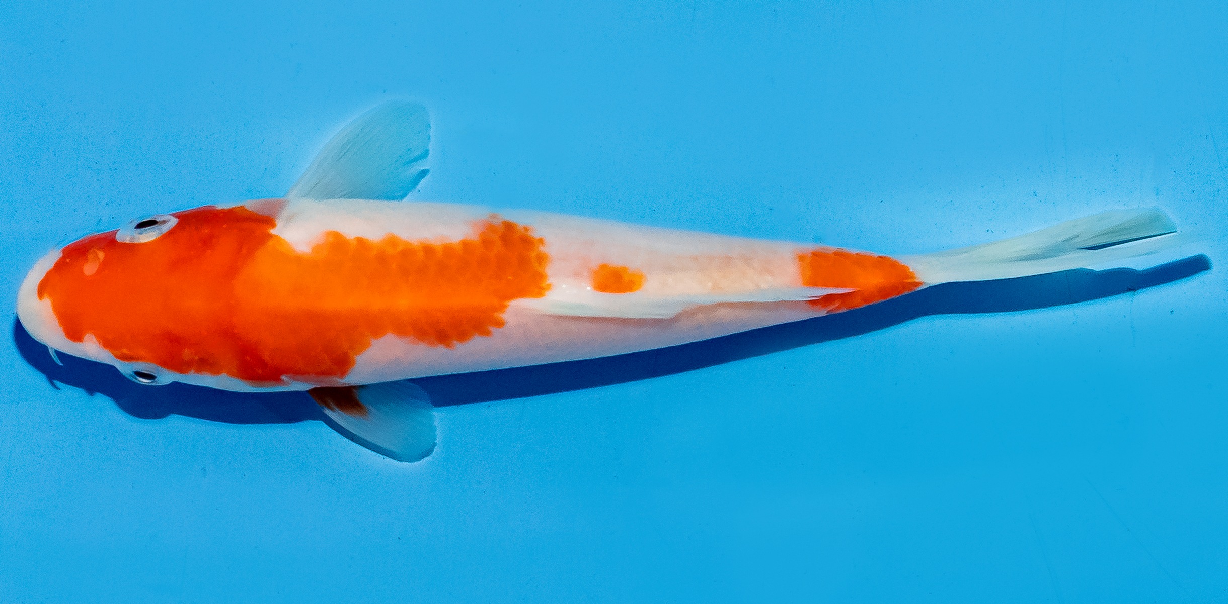 Koi 14-17cm Nr. 6129