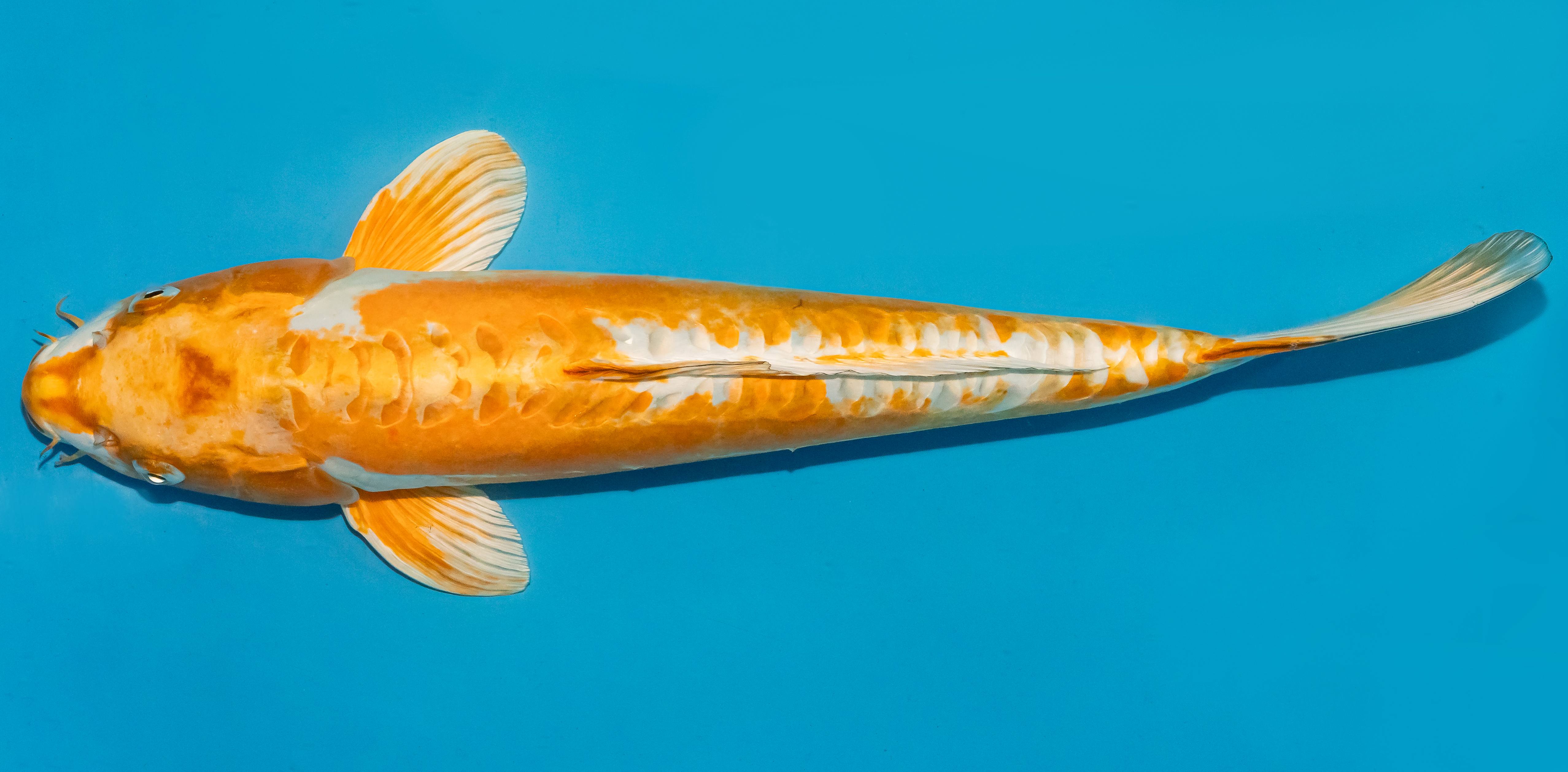 Koi 40-45cm Nr. 4973