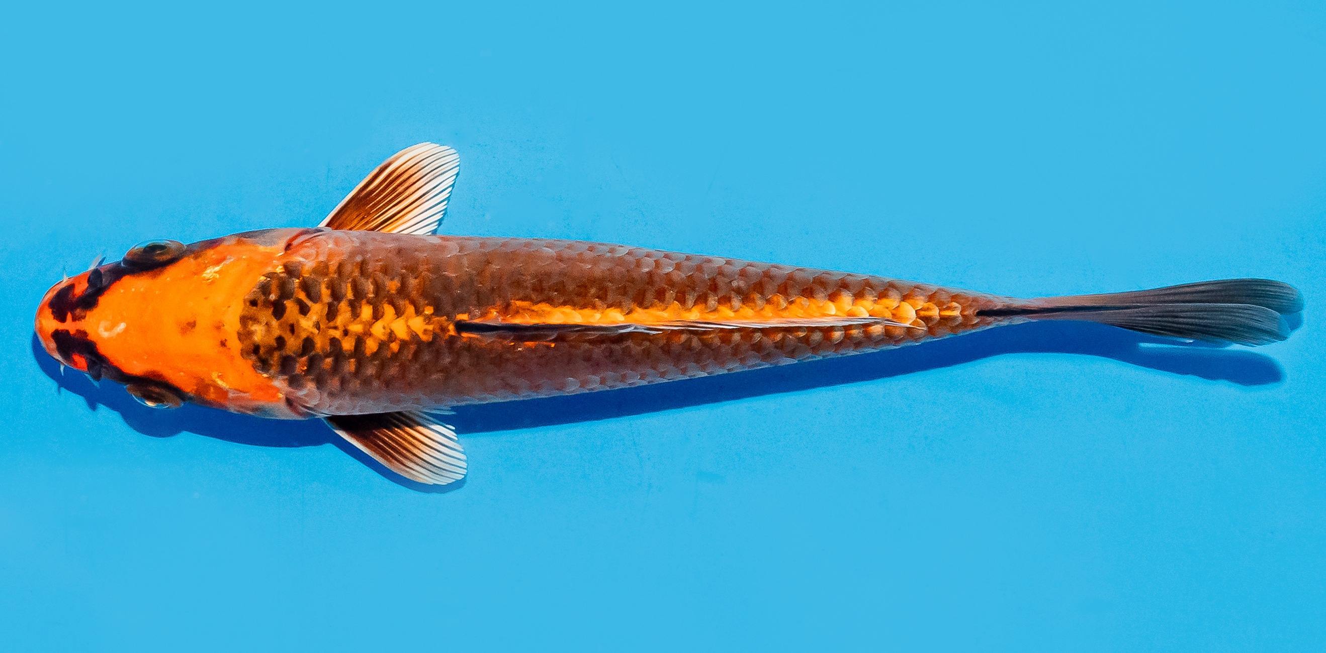 Koi 17-20cm Nr. 8772