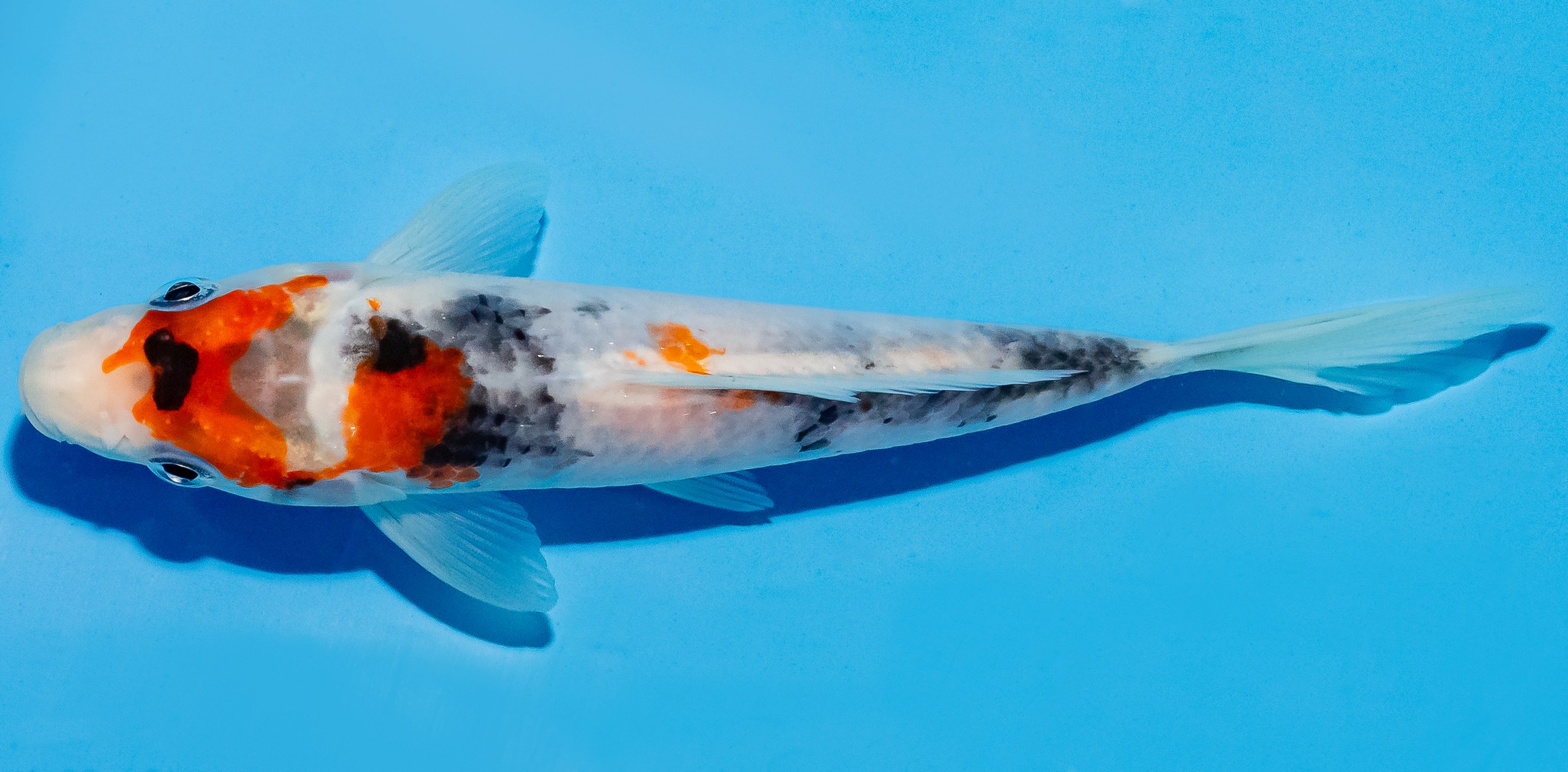 Koi 14-17cm Nr. 4748