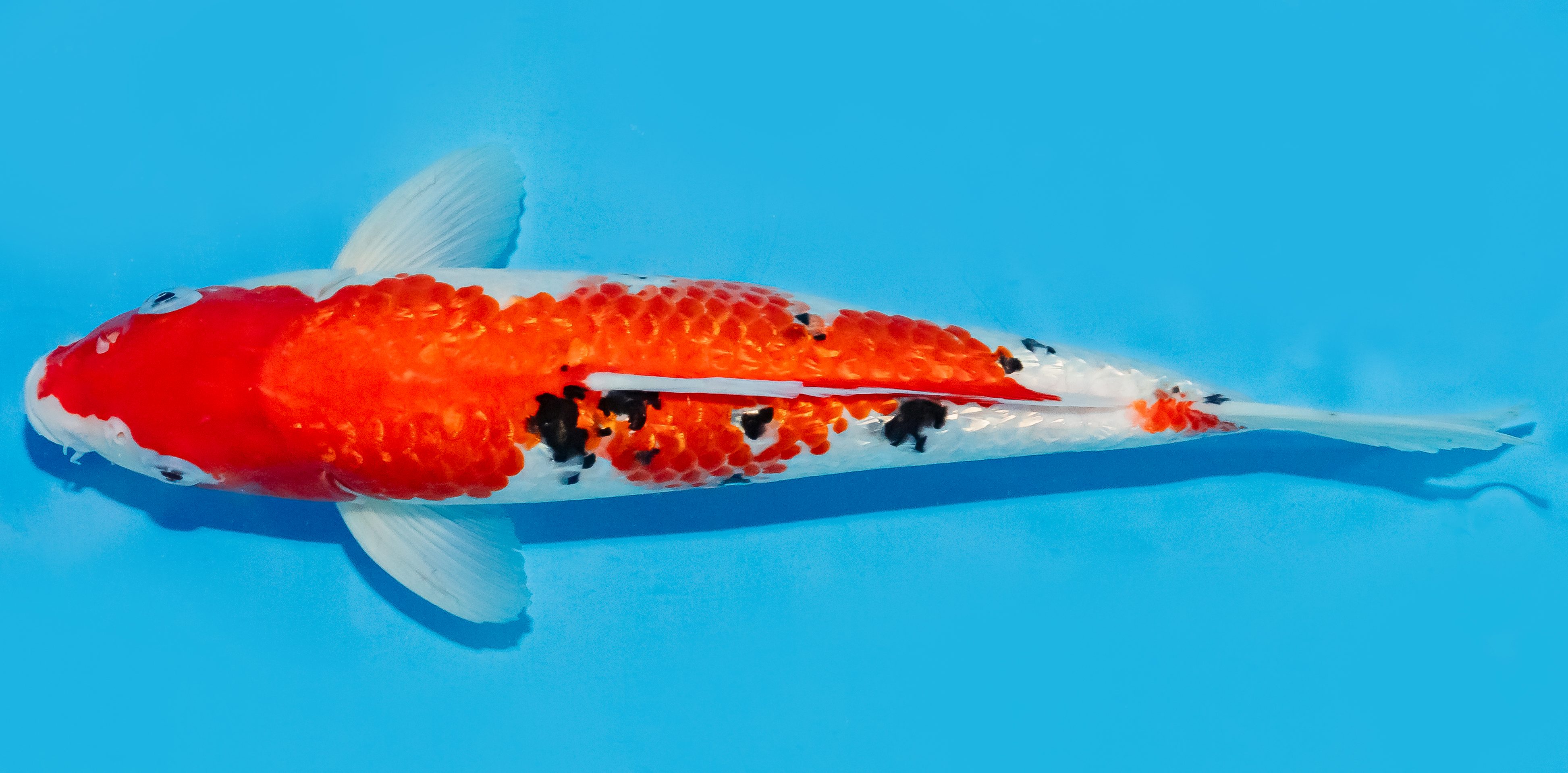 Koi 30-35cm Nr. 7602