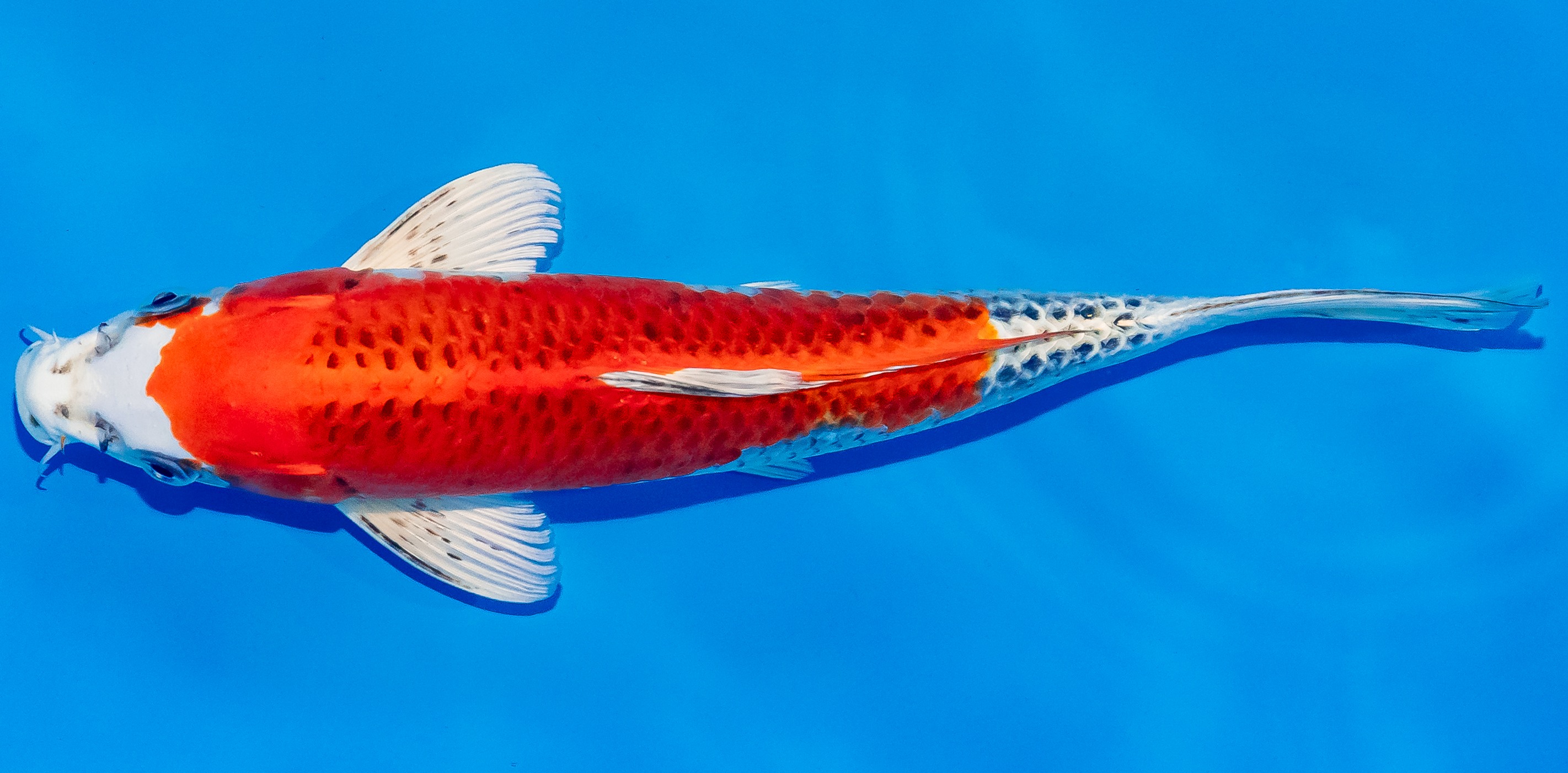 Koi 30-35cm Nr. 3717