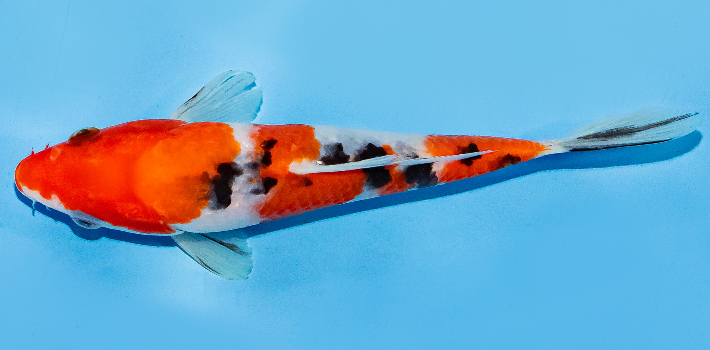 Koi 17-20cm Nr. 8761