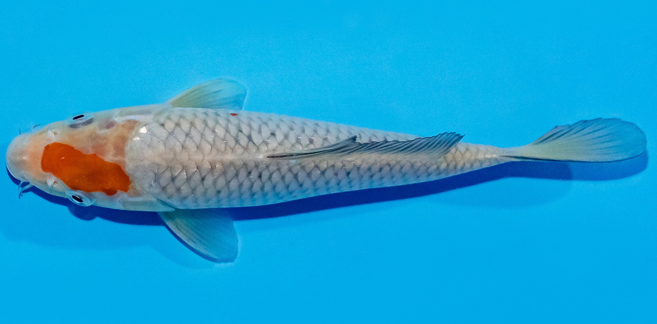 Koi 20-25cm Nr. 1942