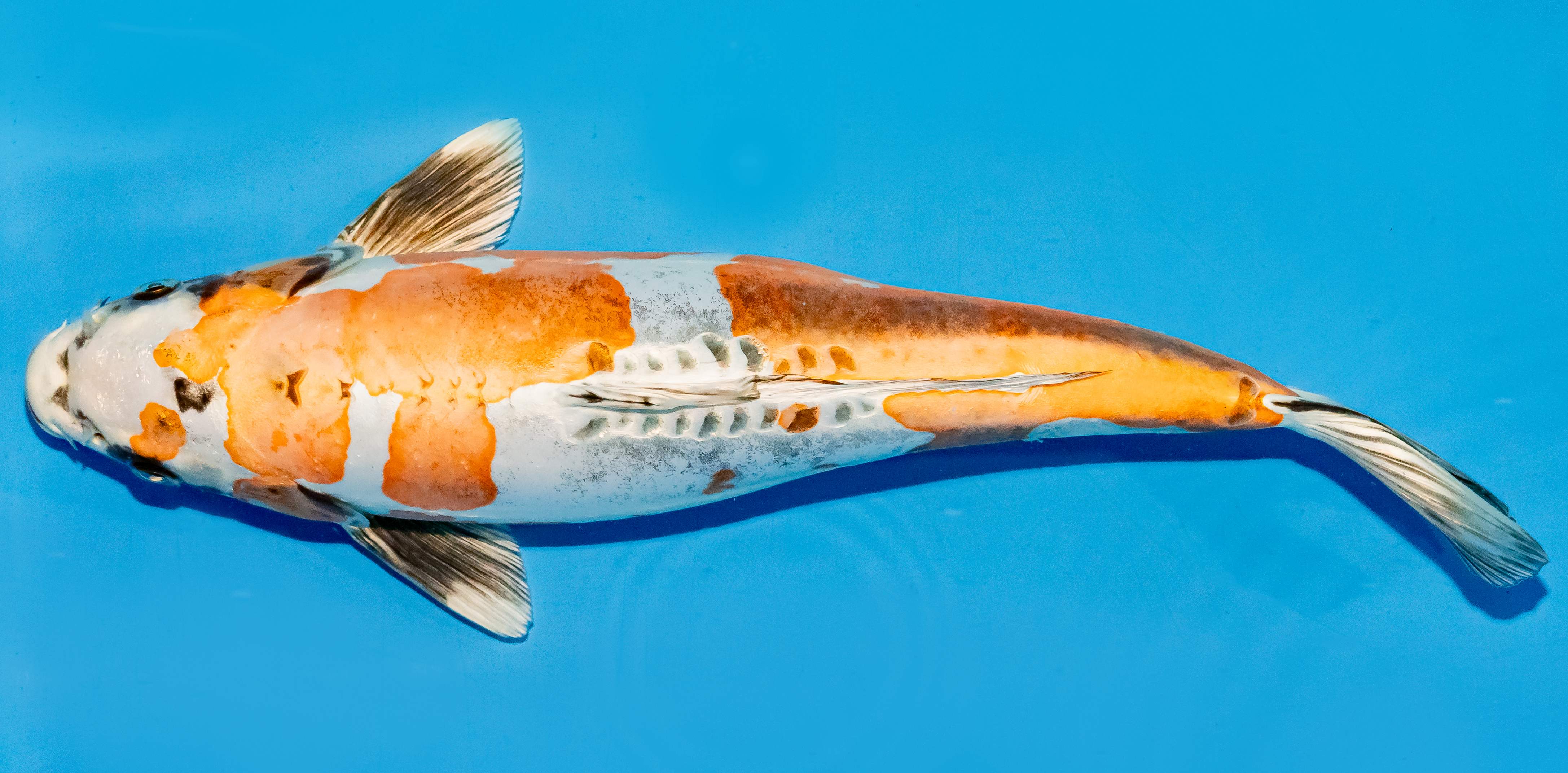 Koi 35-40cm Nr. 5020