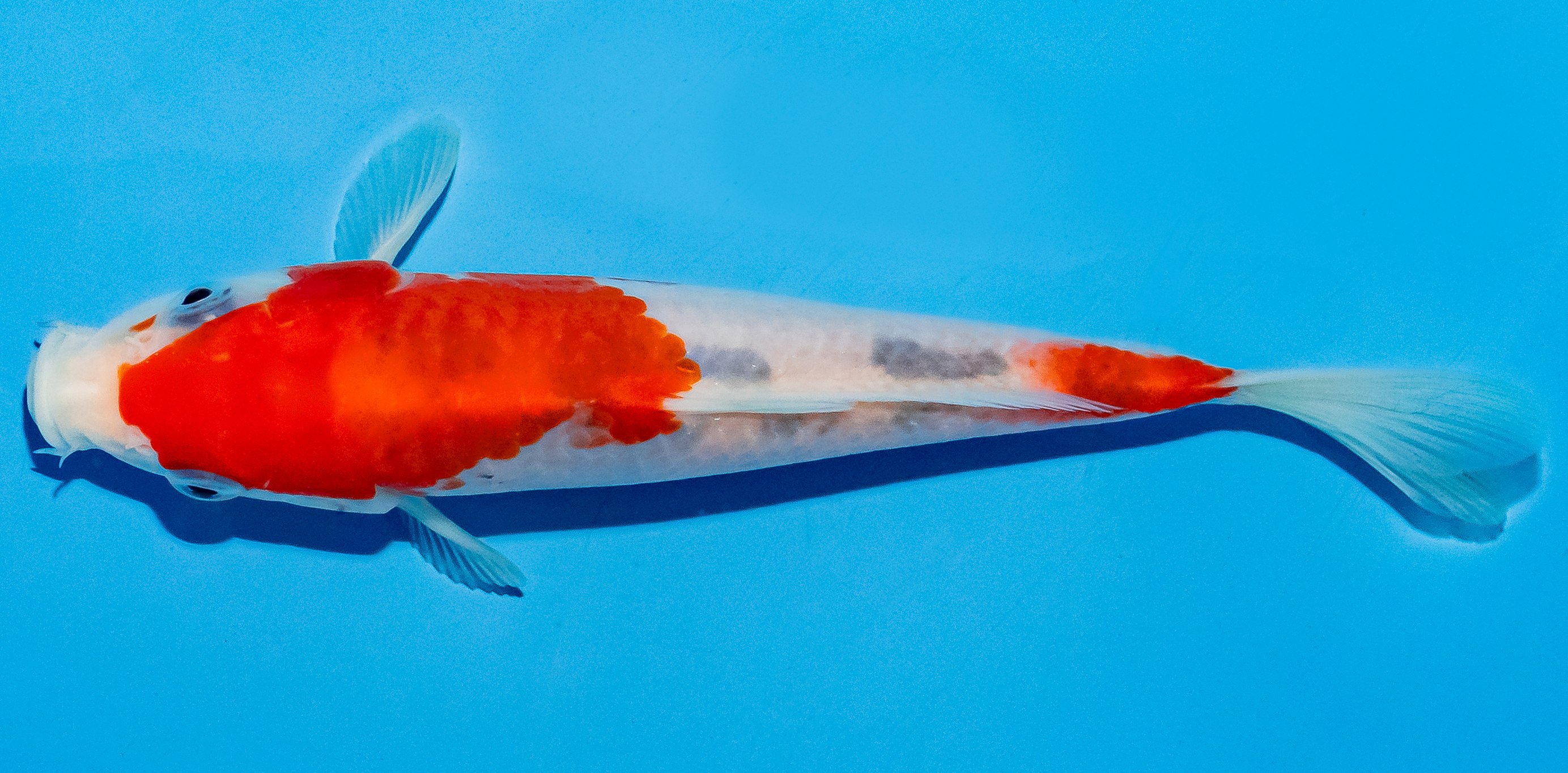 Koi 14-17cm Nr. 4702