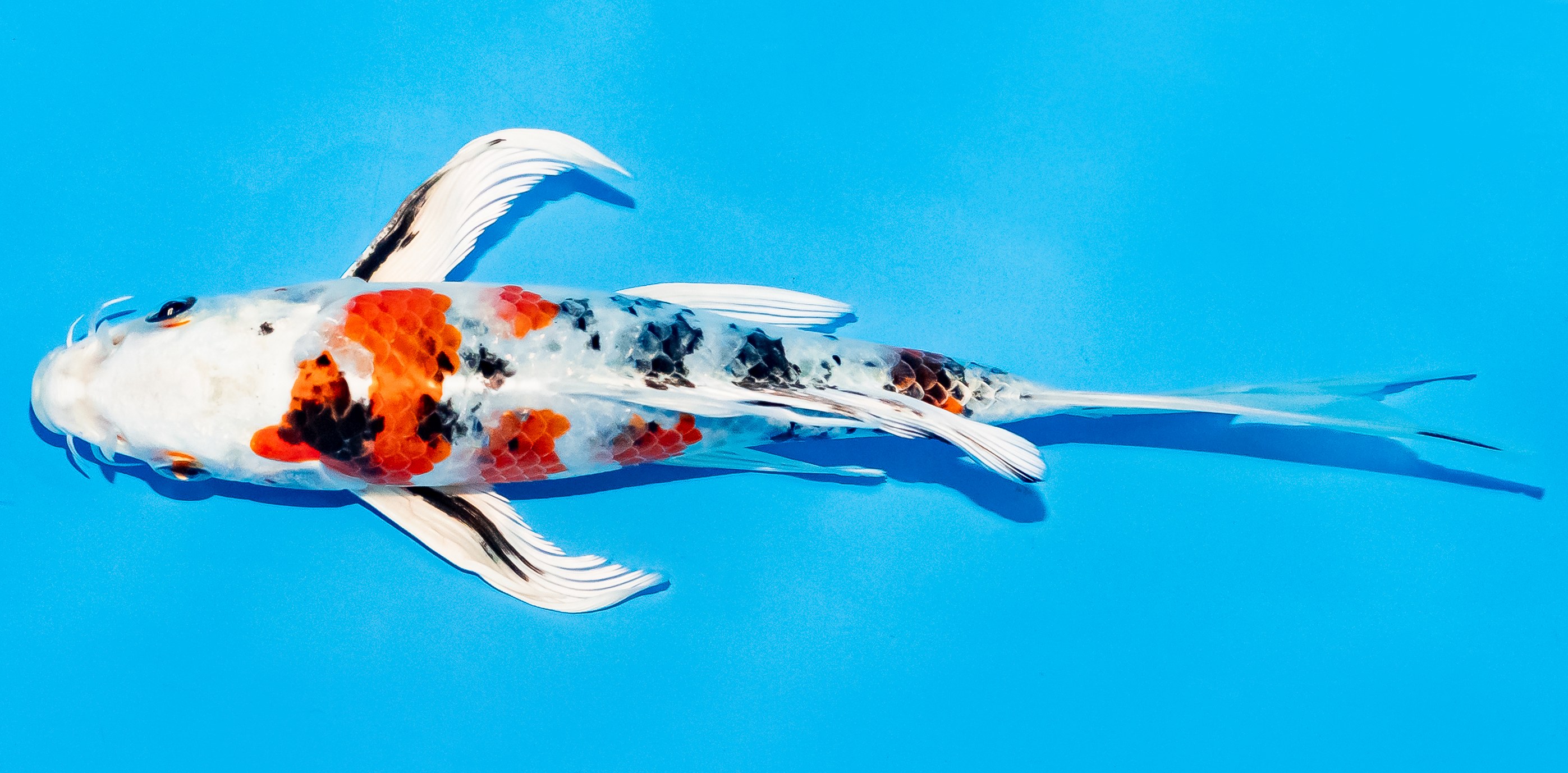 Butterfly Koi 20-25cm Nr. 5417