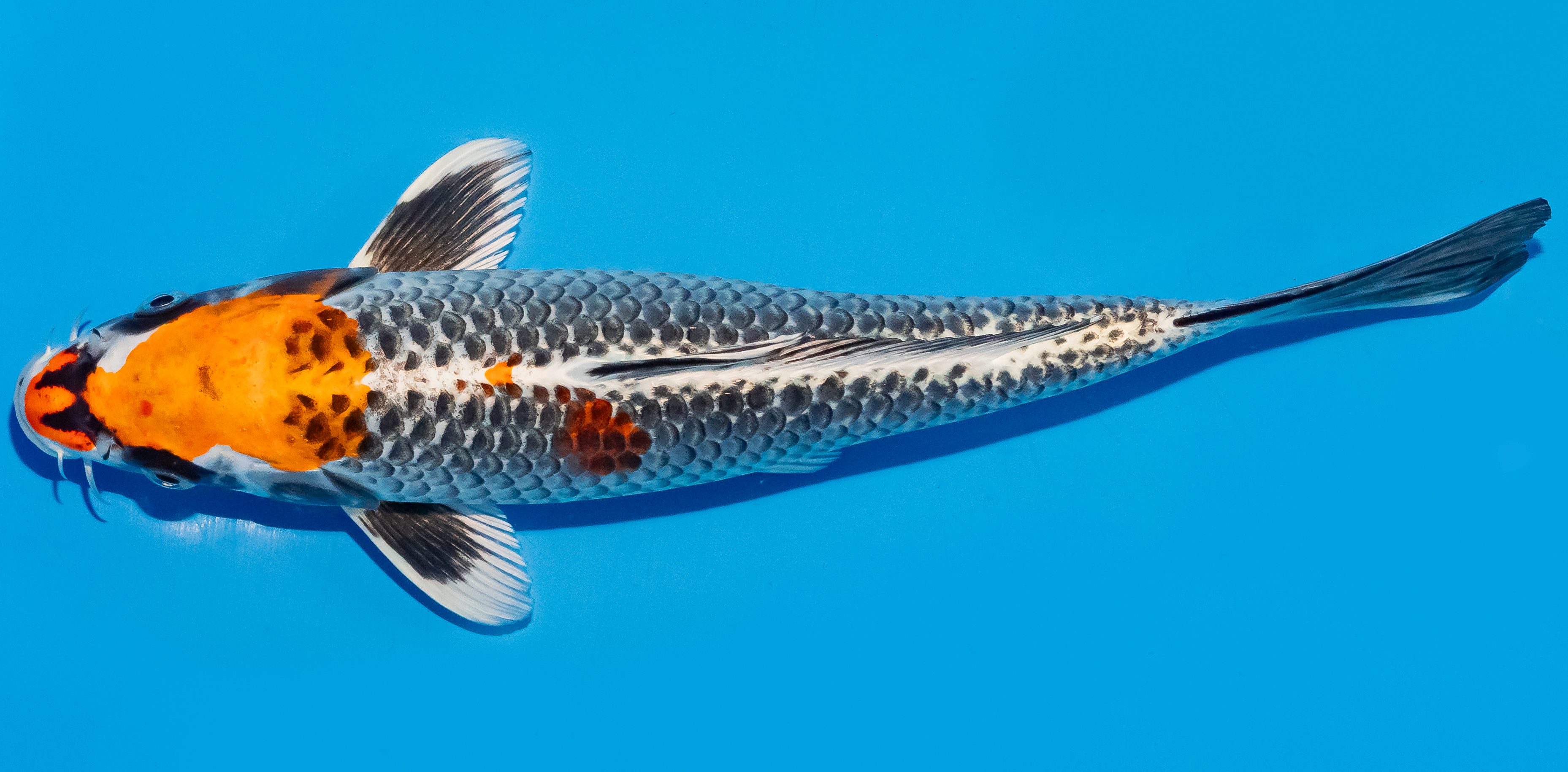 Koi 25-30cm Nr. 7913
