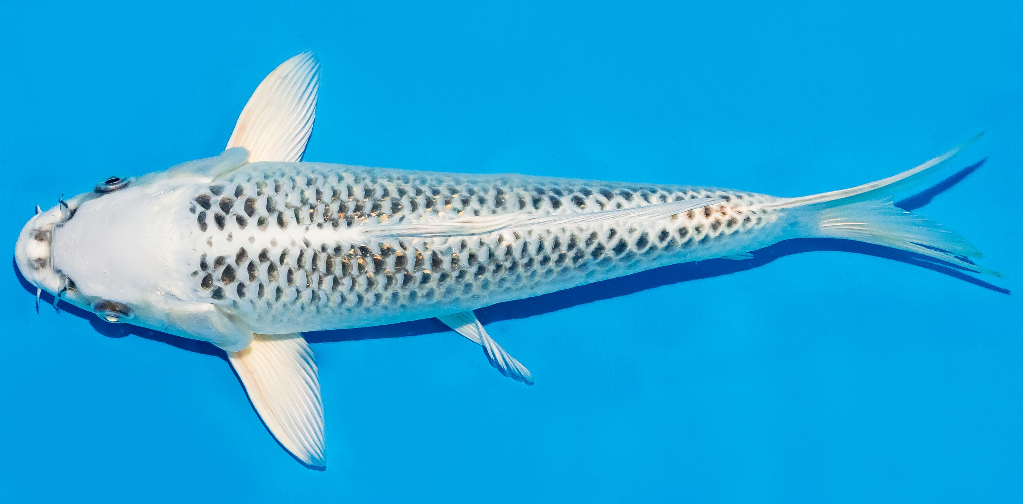 Koi 25-30cm Nr. 5221