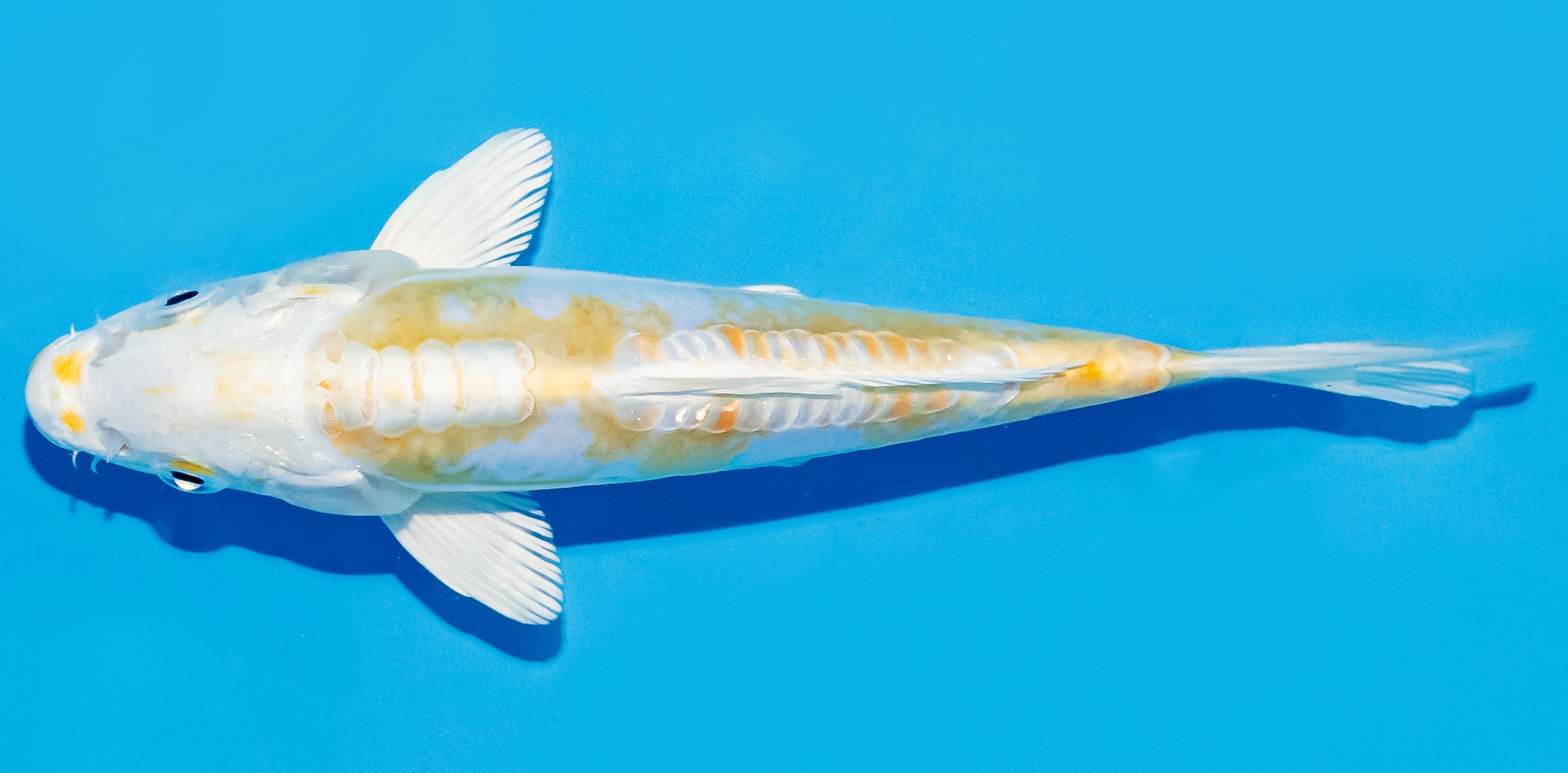 Koi 17-20cm Nr. 8783