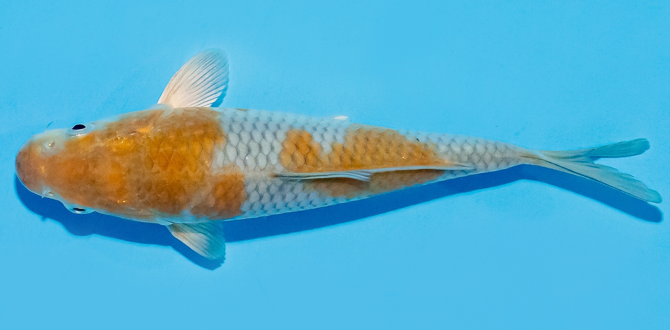 Koi 14-17cm Nr. 8104