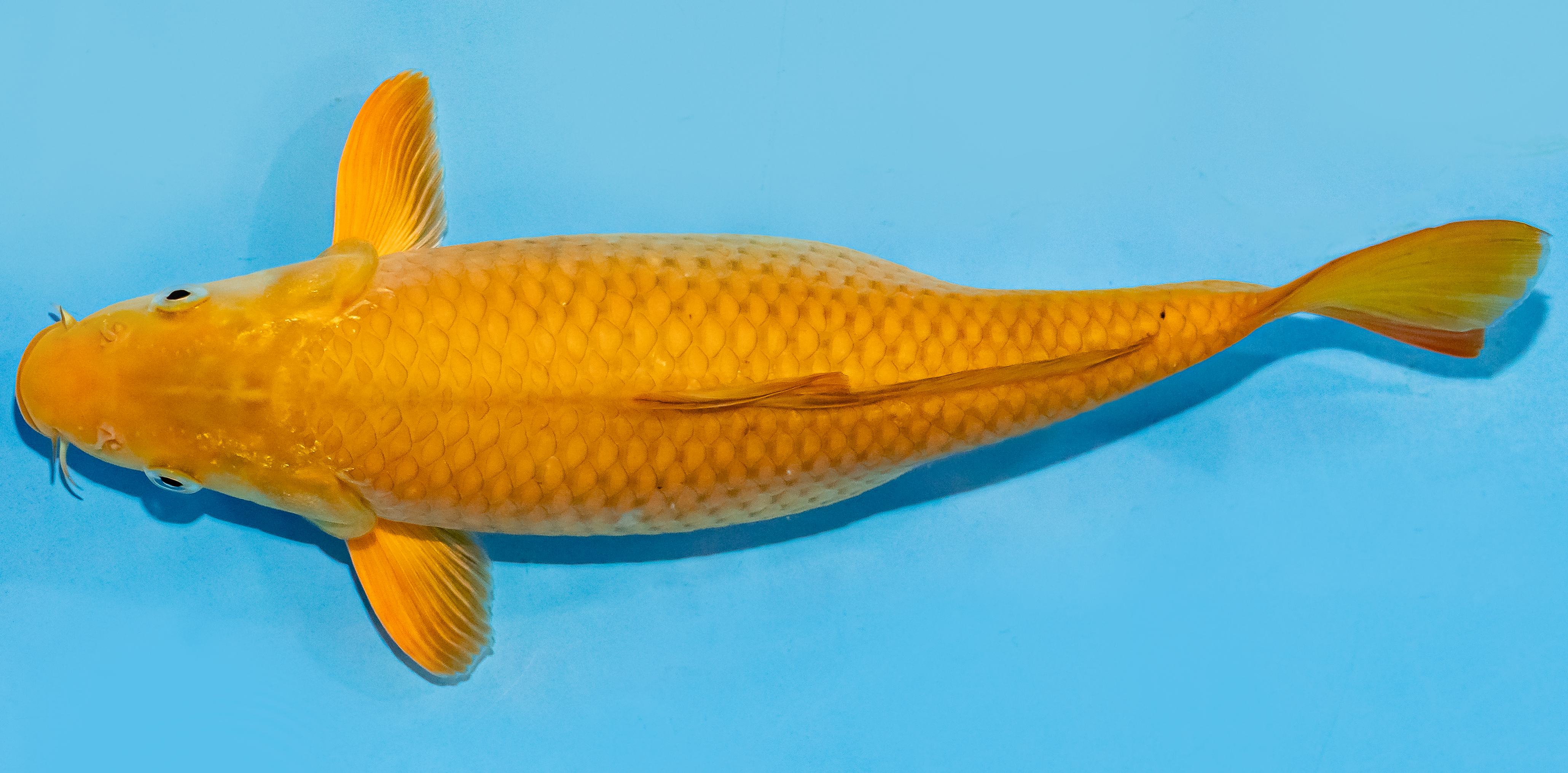 Koi 30-35cm Nr. 7657