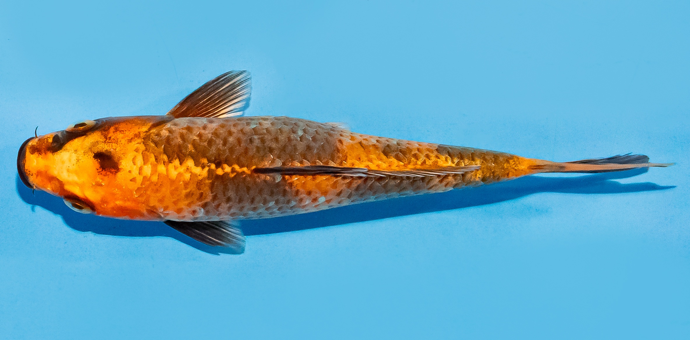 Koi 14-17cm Nr. 8102