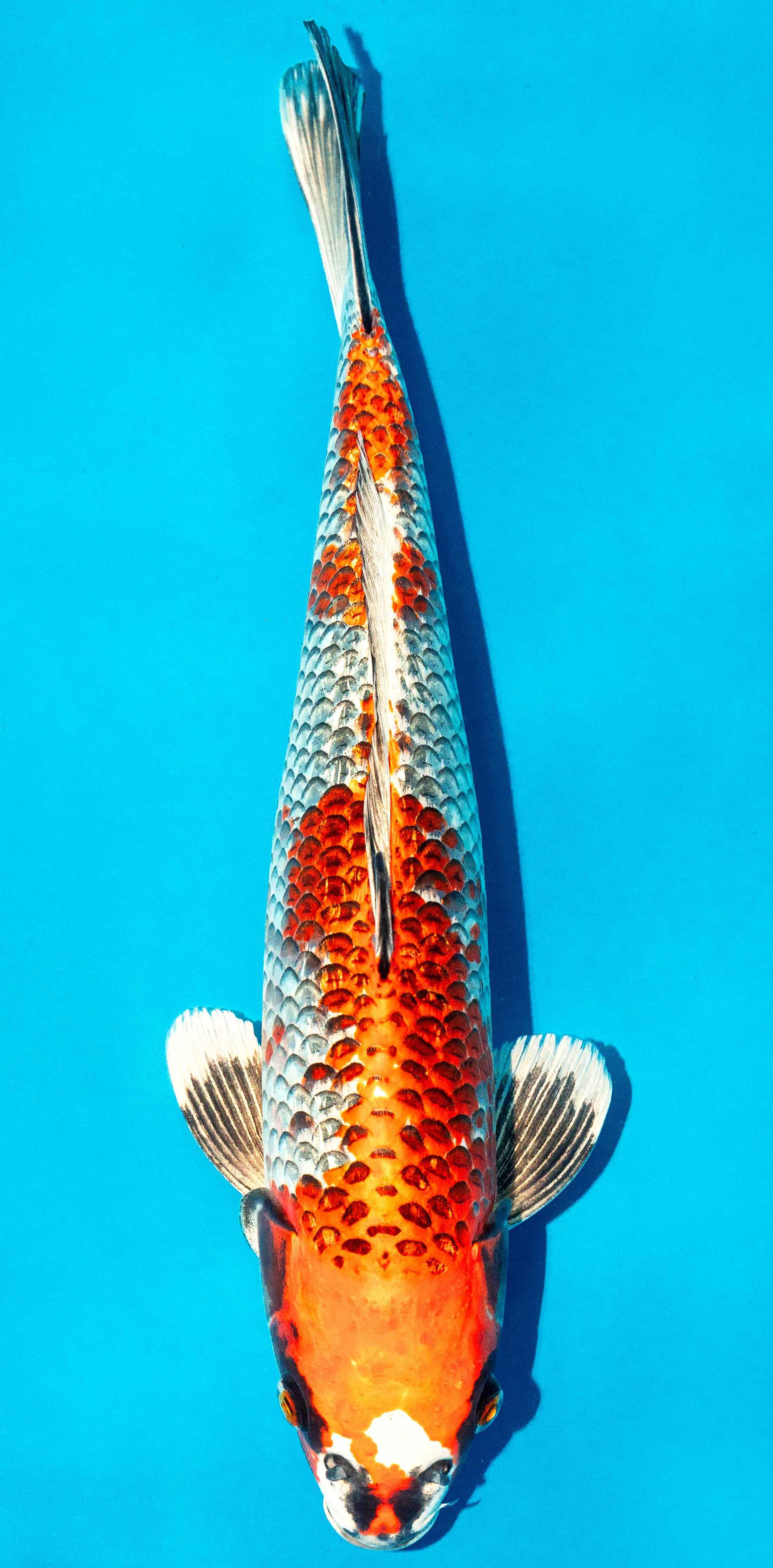 Koi 40-45cm Nr. 4986
