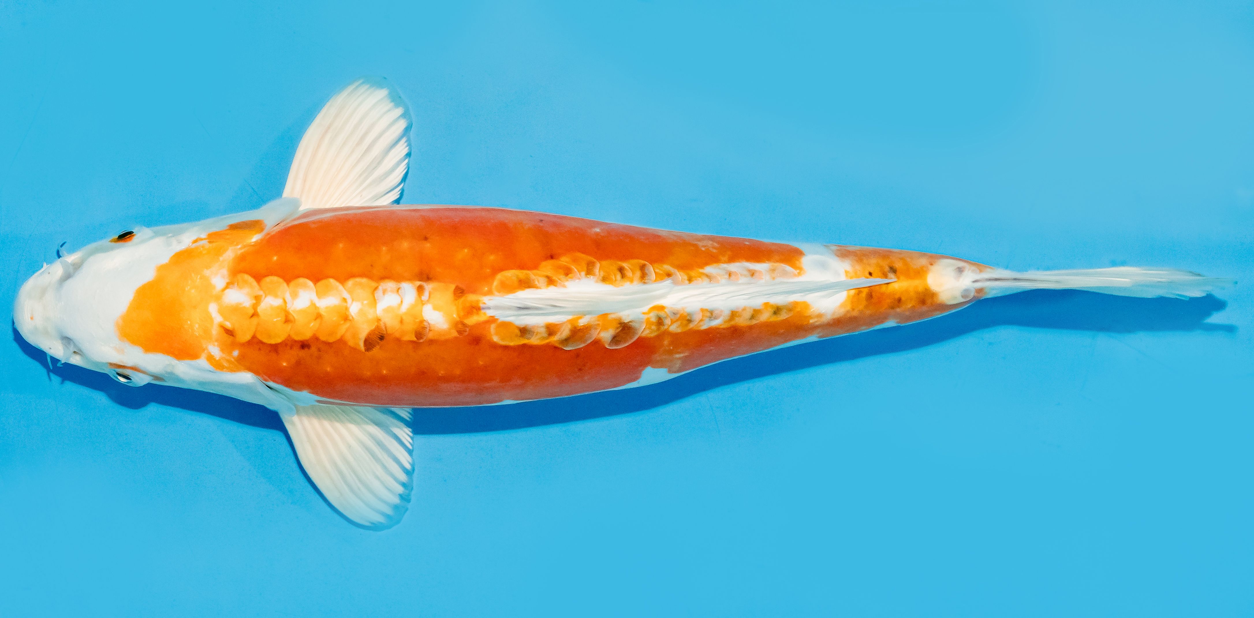 Koi 30-35cm Nr. 7636