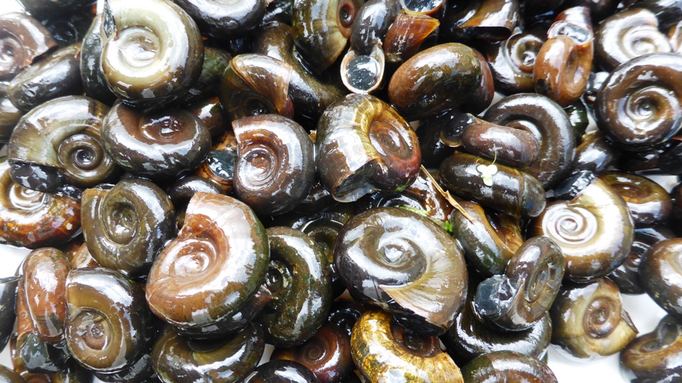 25x Posthornschnecke + 25x Sumpfdeckelschnecke "frachtfrei"