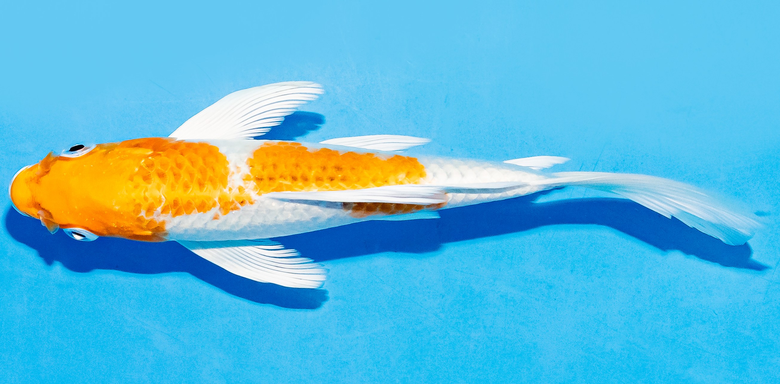 Butterfly Koi 17-20cm Nr. 5936