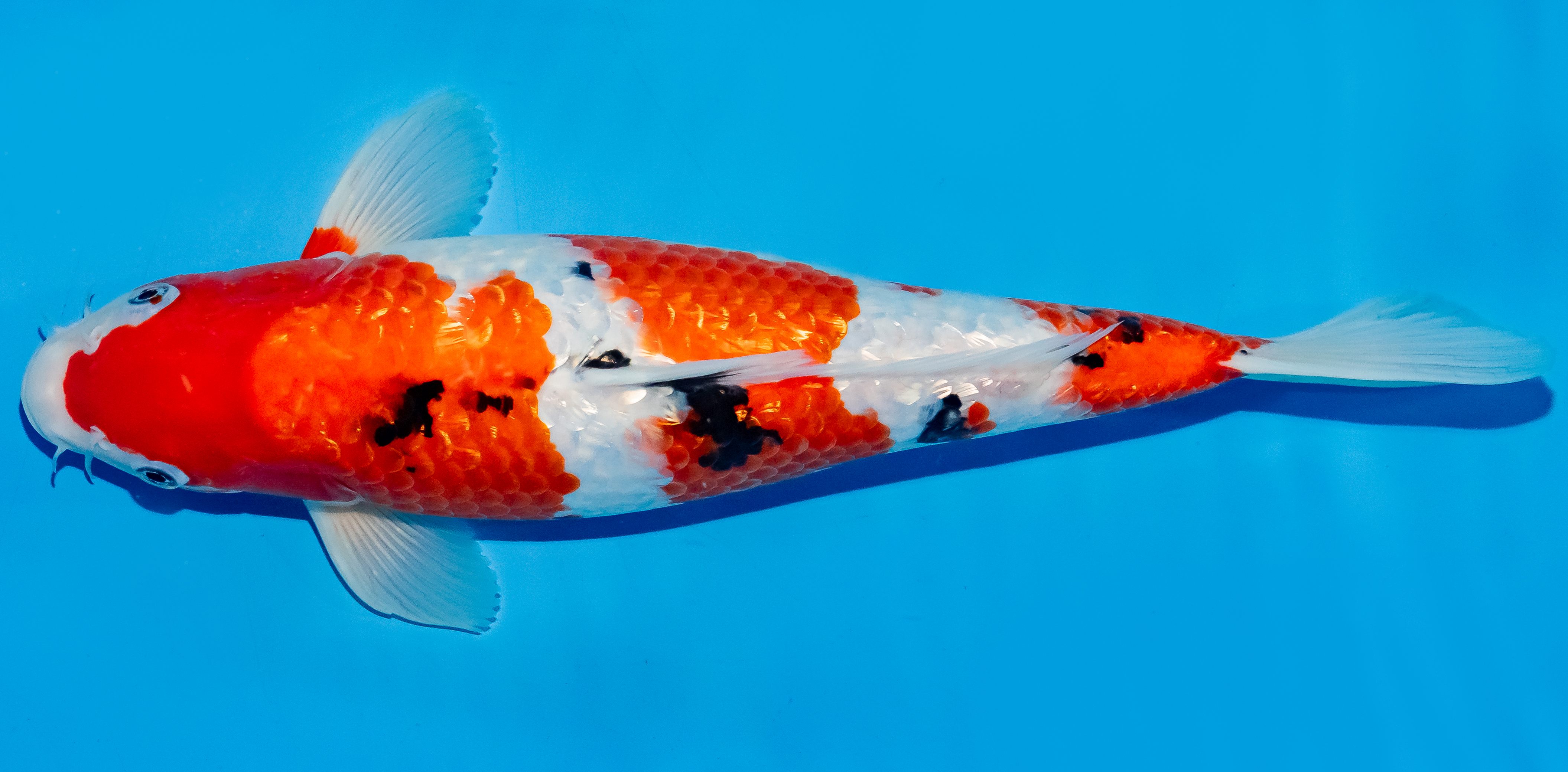 Koi 35-40cm Nr. 5050