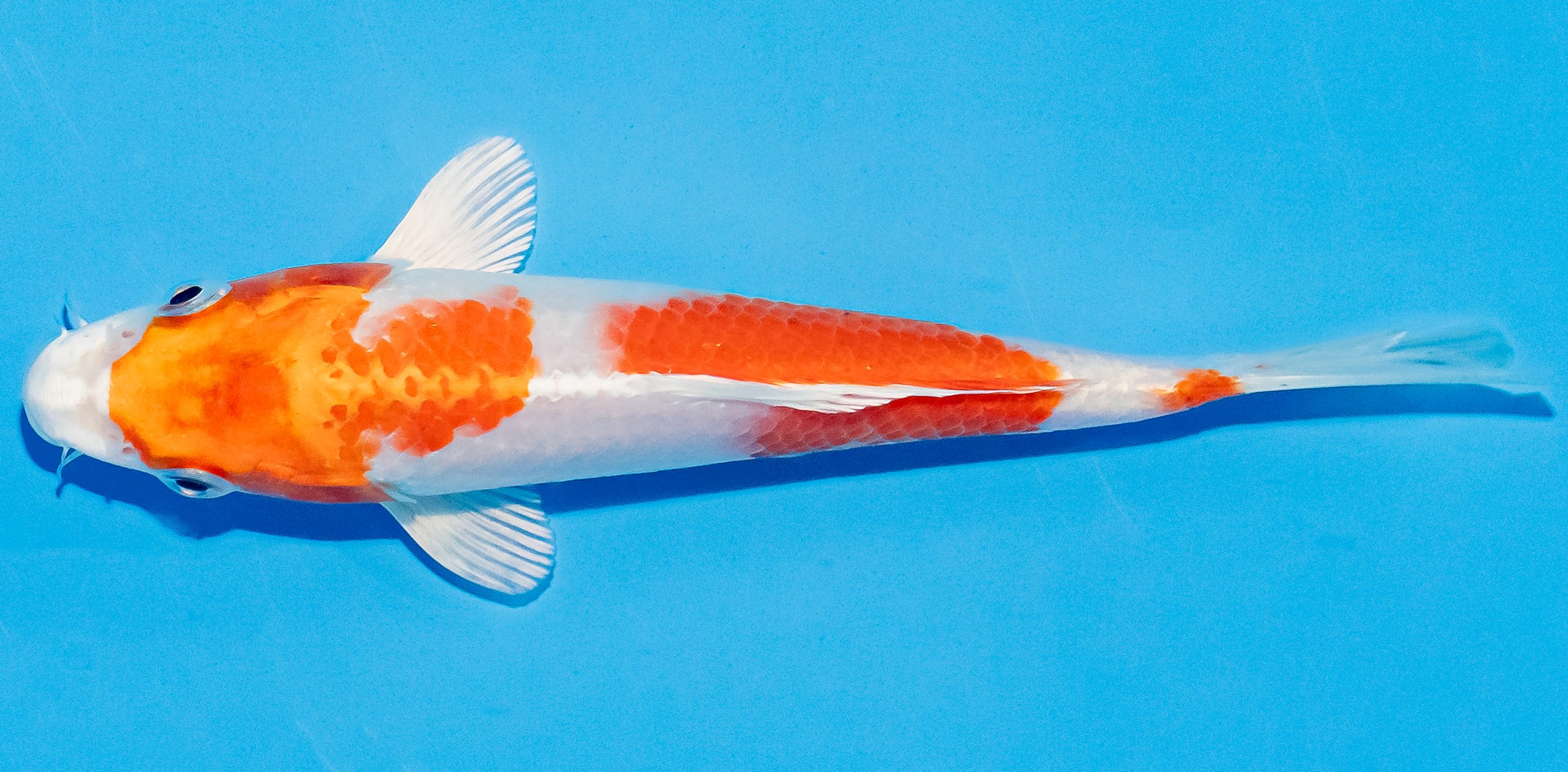 Koi 14-17cm Nr. 3130