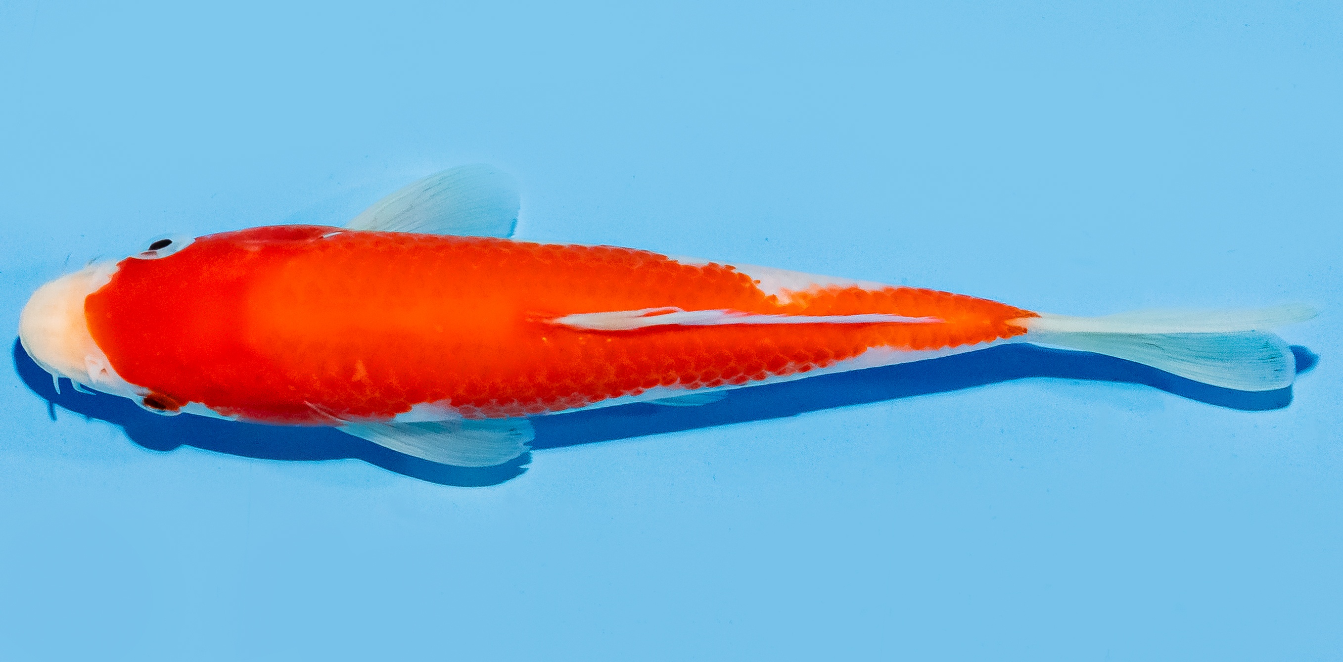 Koi 20-25cm Nr. 7553