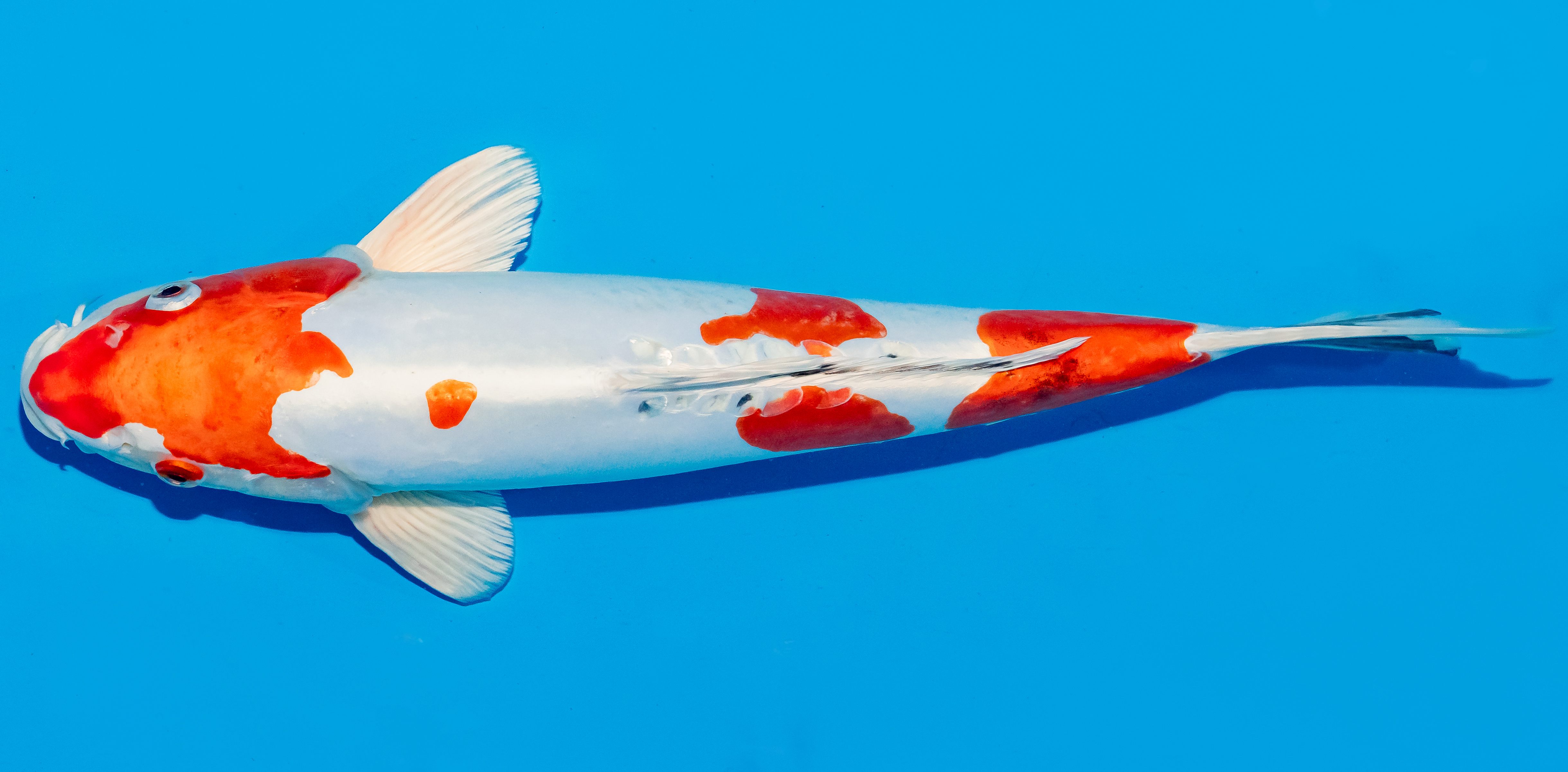 Koi 35-40cm Nr. 5030