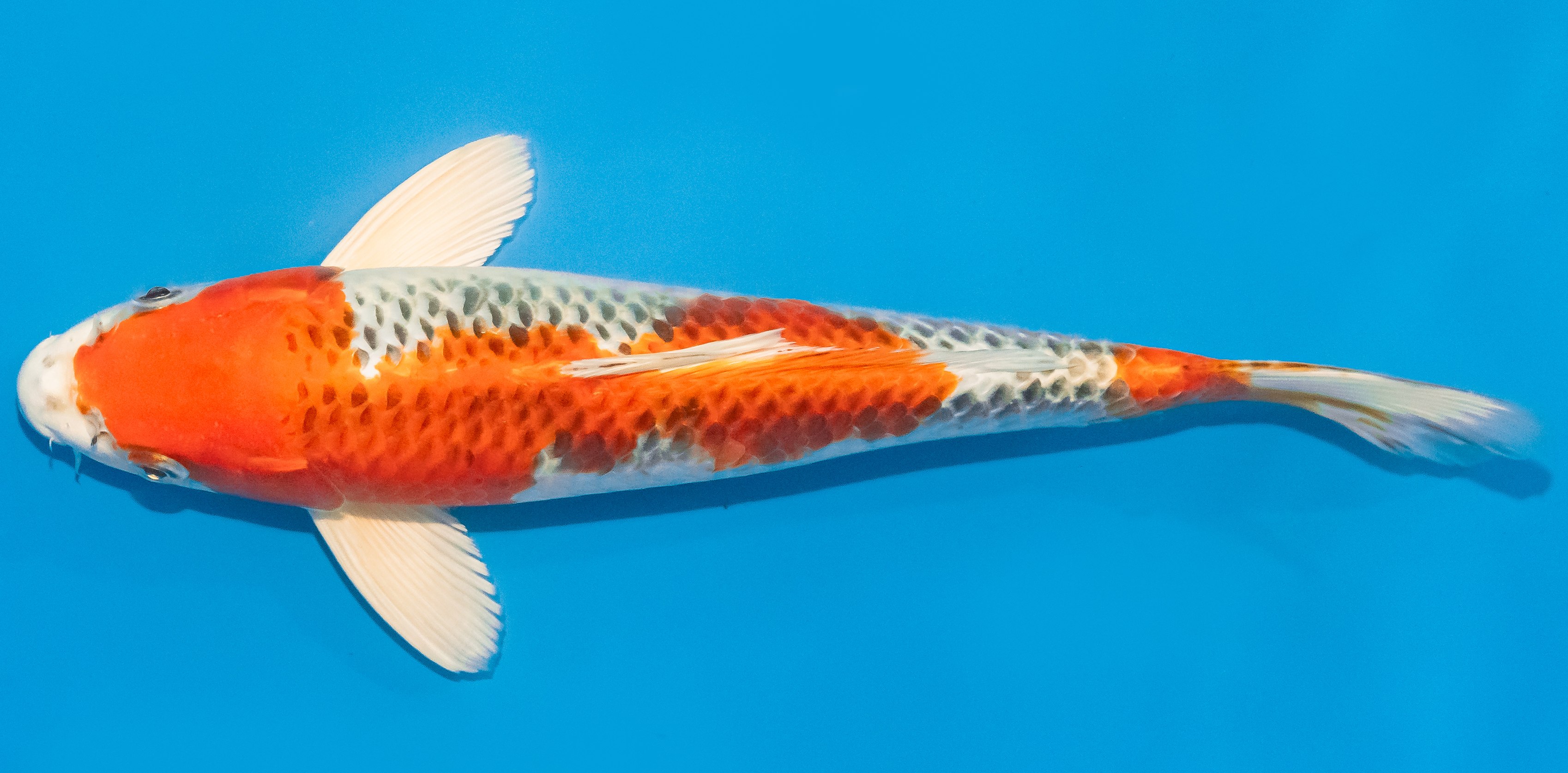 Koi 30-35cm Nr. 1384