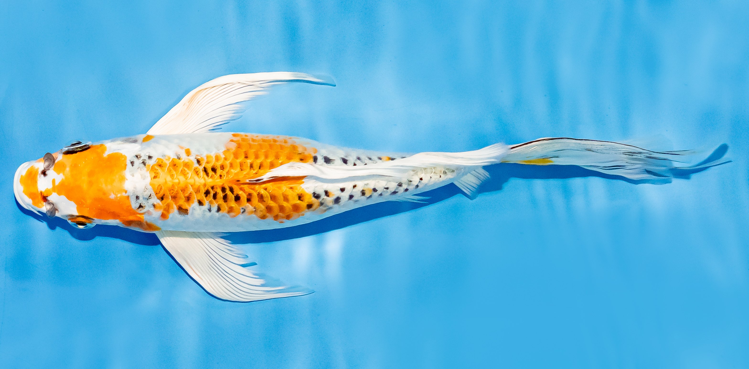 Butterfly Koi 20-25cm Nr. 7339
