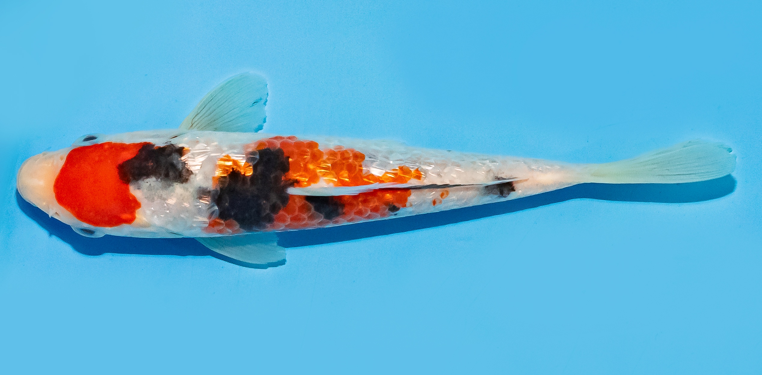 Koi 14-17cm Nr. 8116