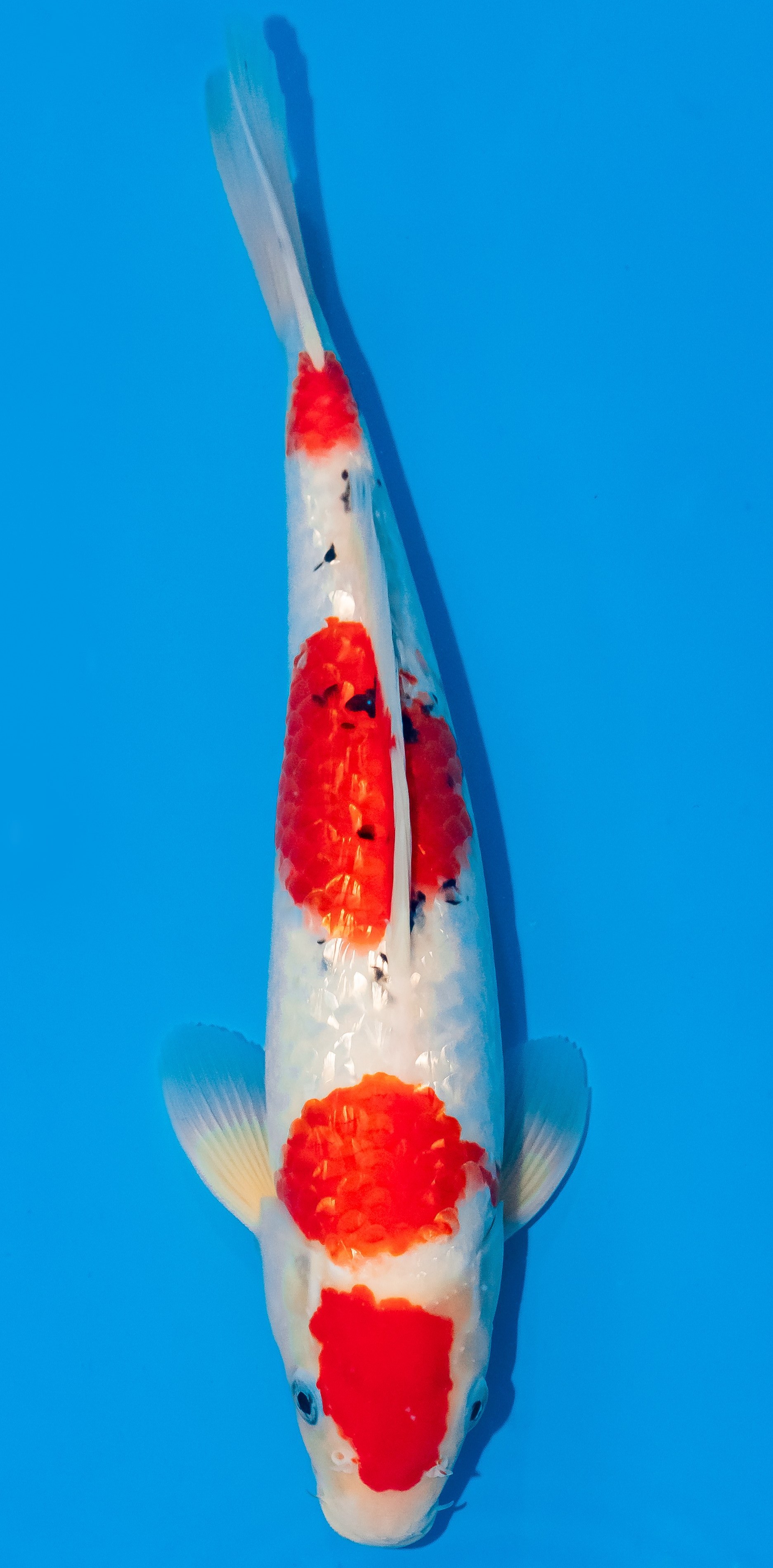Koi 35-40cm Nr. 1172