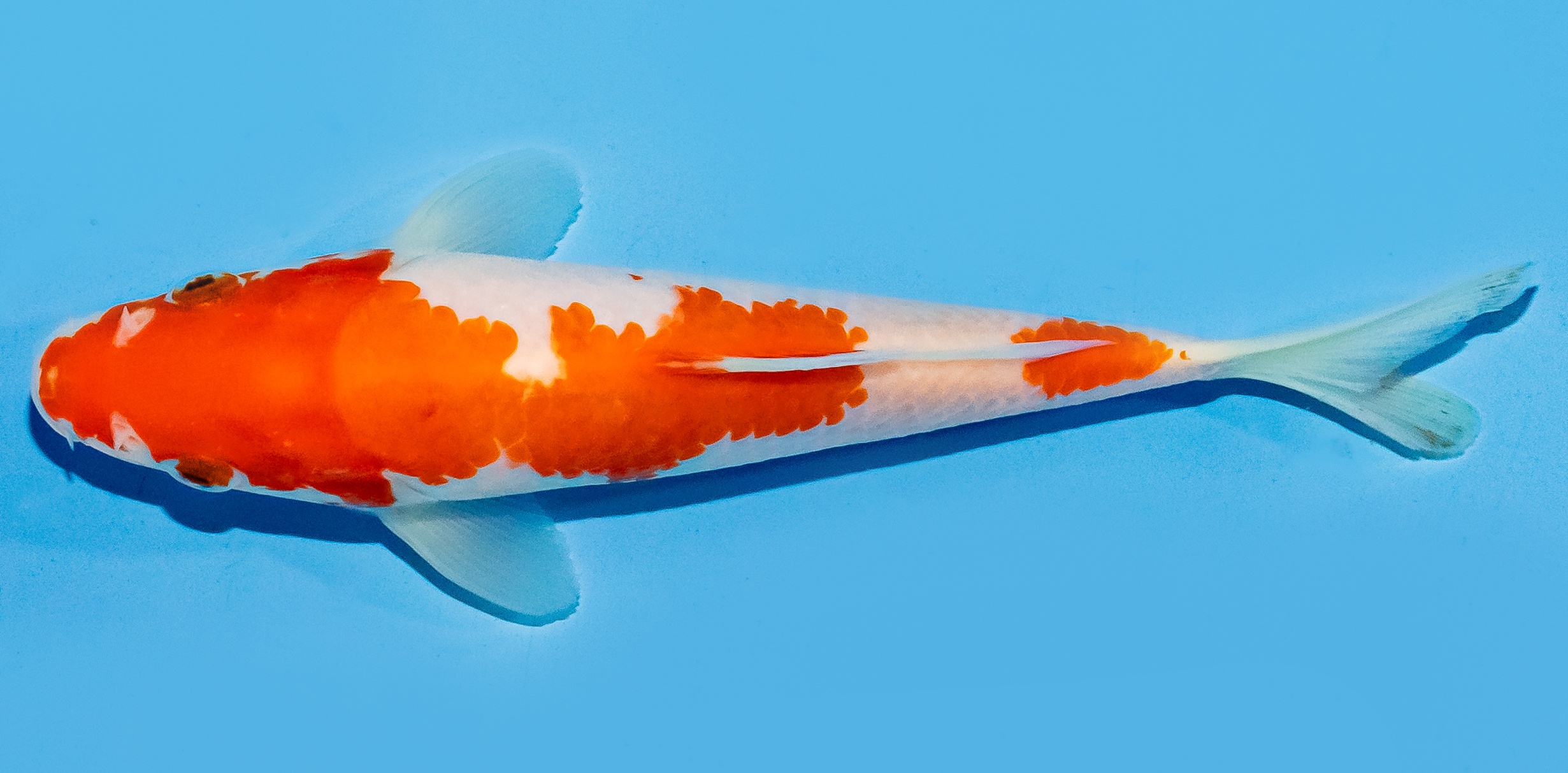 Koi 17-20cm Nr. 7783