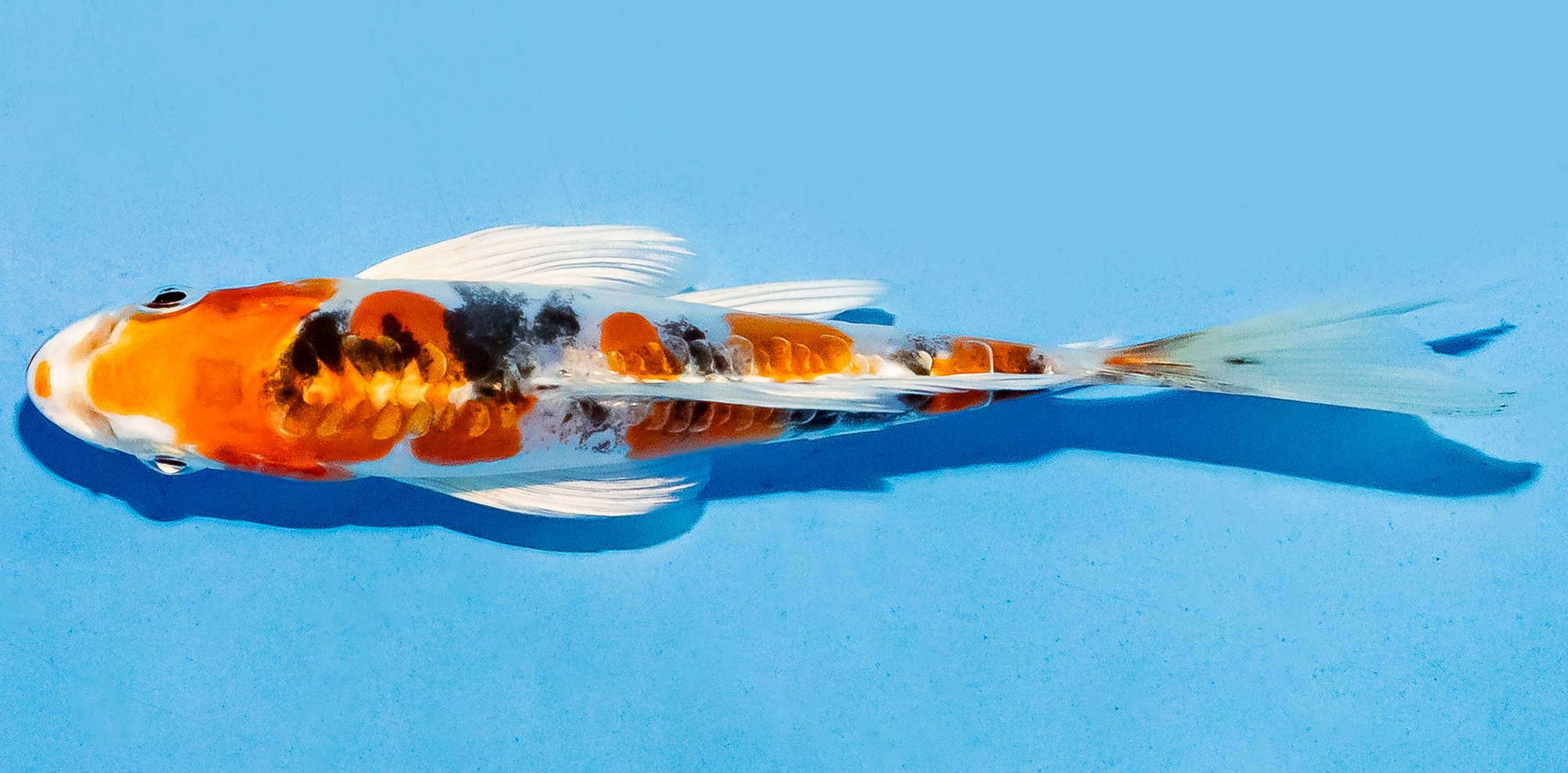 Butterfly Koi 14-17cm Nr. 5766