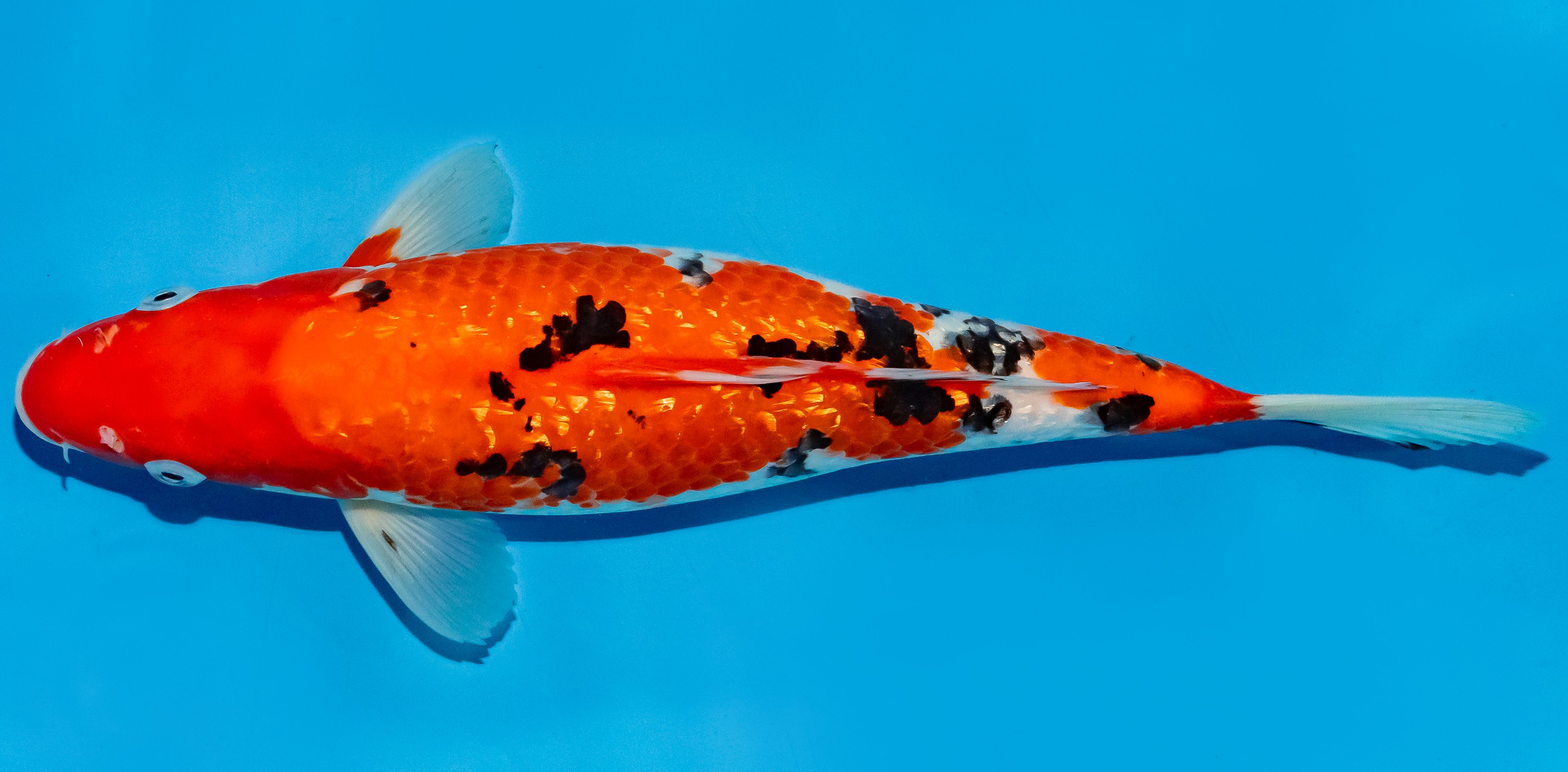 Koi 30-35cm Nr. 6358