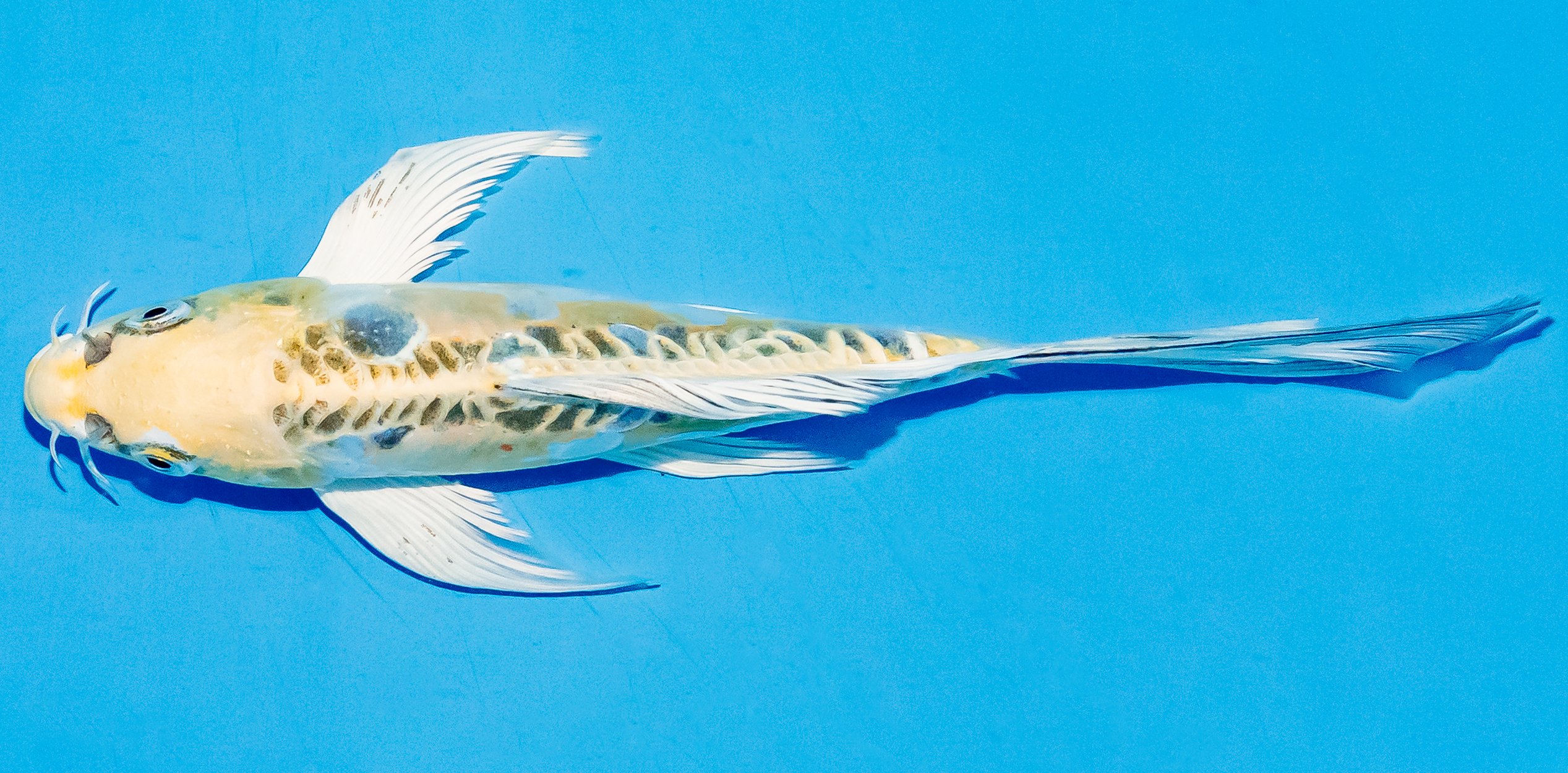 Butterfly Koi 20-25cm Nr. 8516