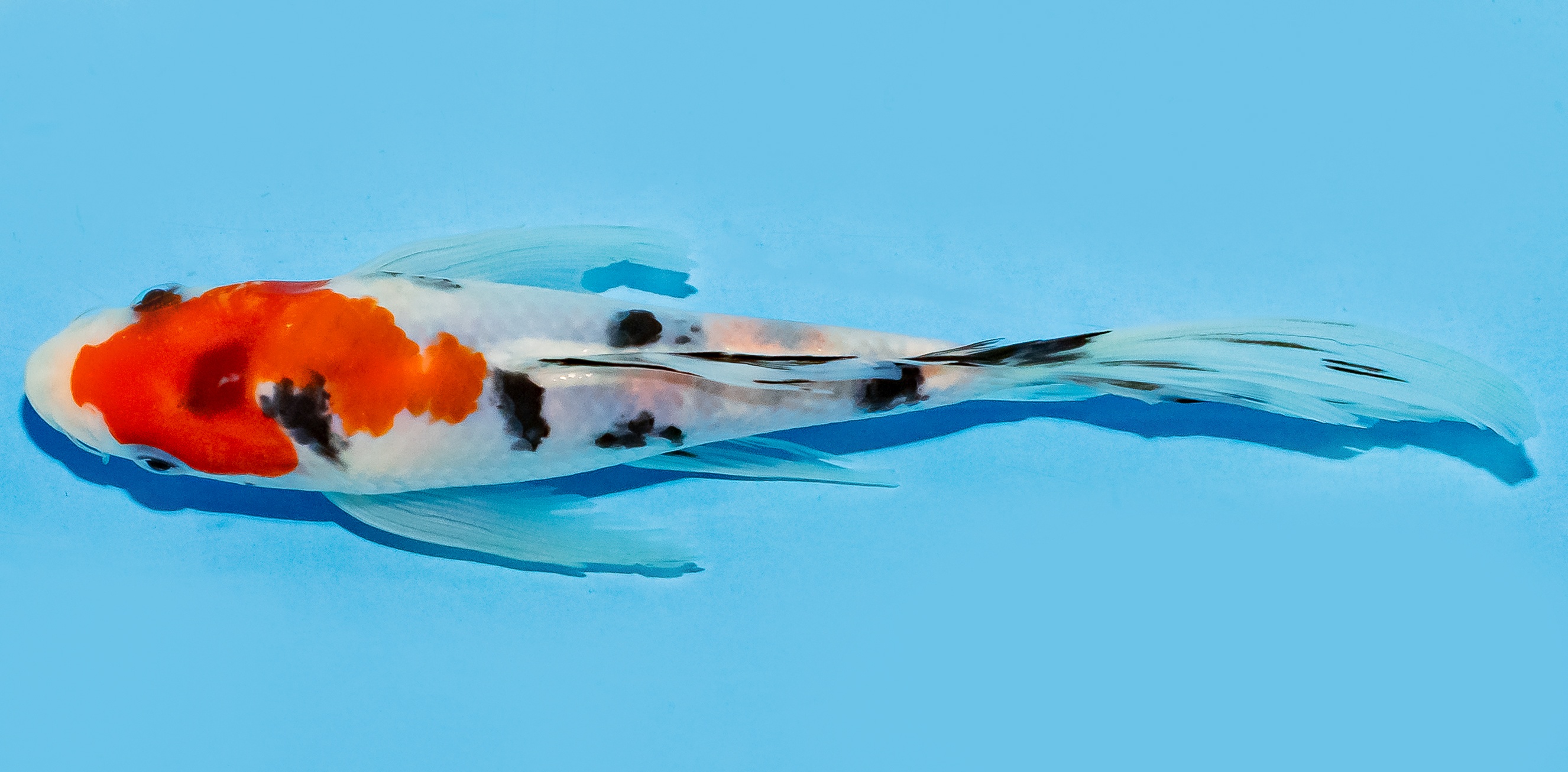 Butterfly Koi 17-20cm Nr. 6933