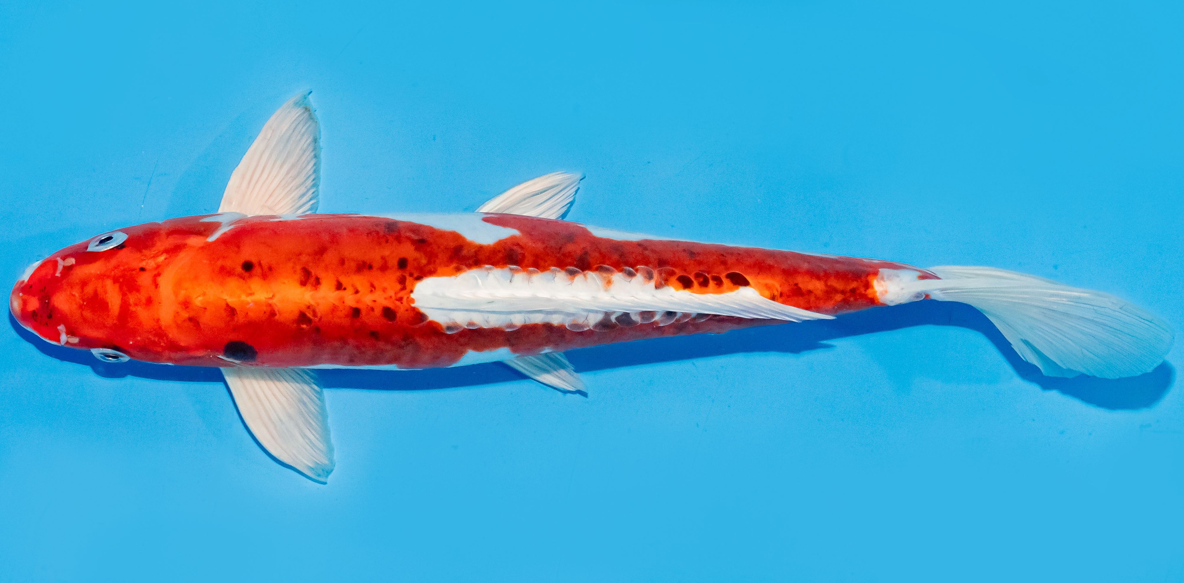 Koi 30-35cm Nr. 7622