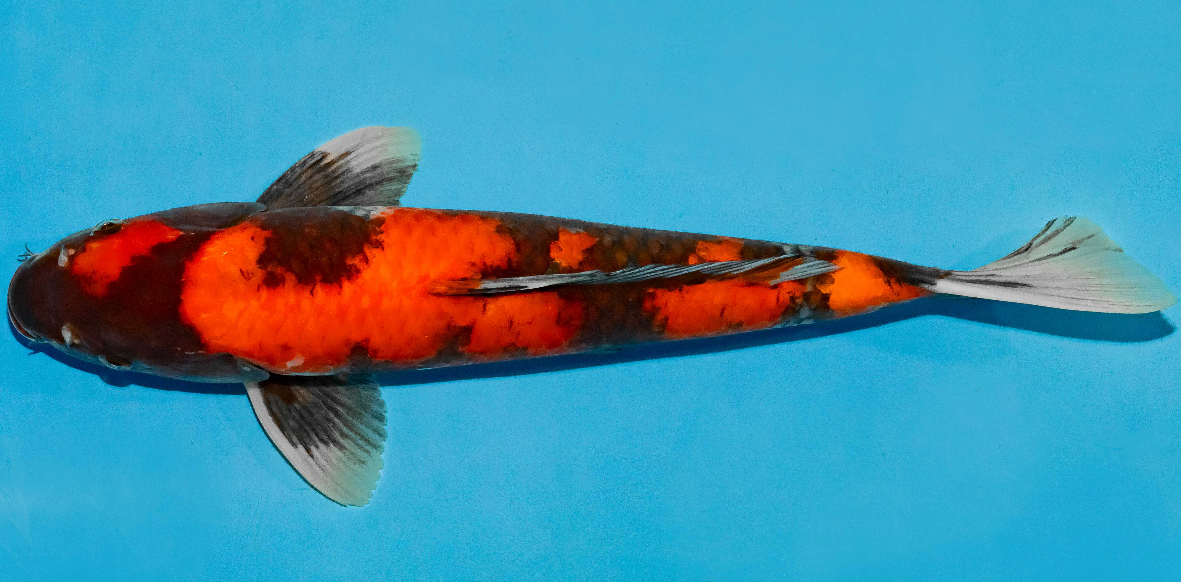 Koi 40-45cm Nr. 4932