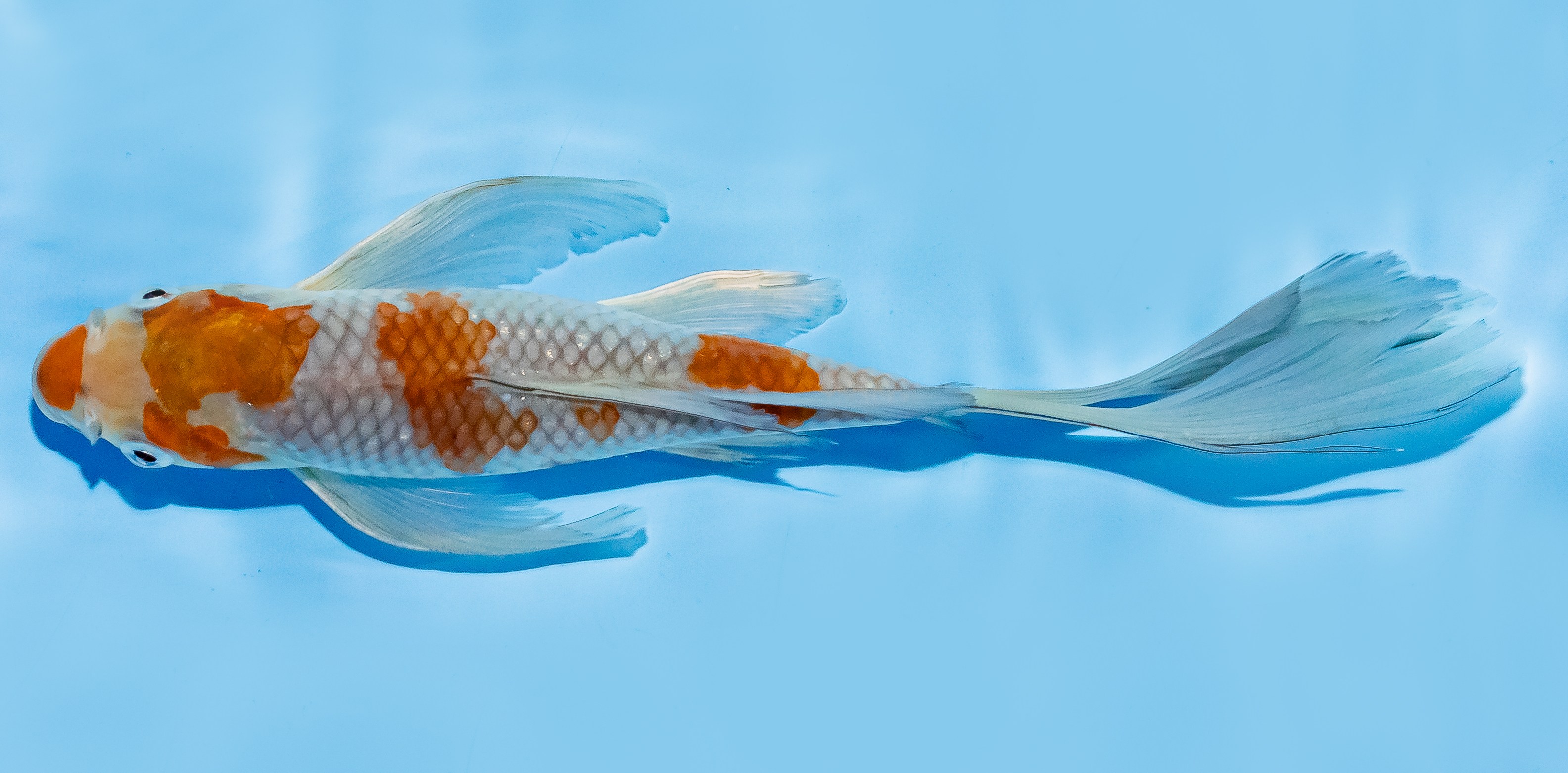 Butterfly Koi 20-25cm Nr. 7329