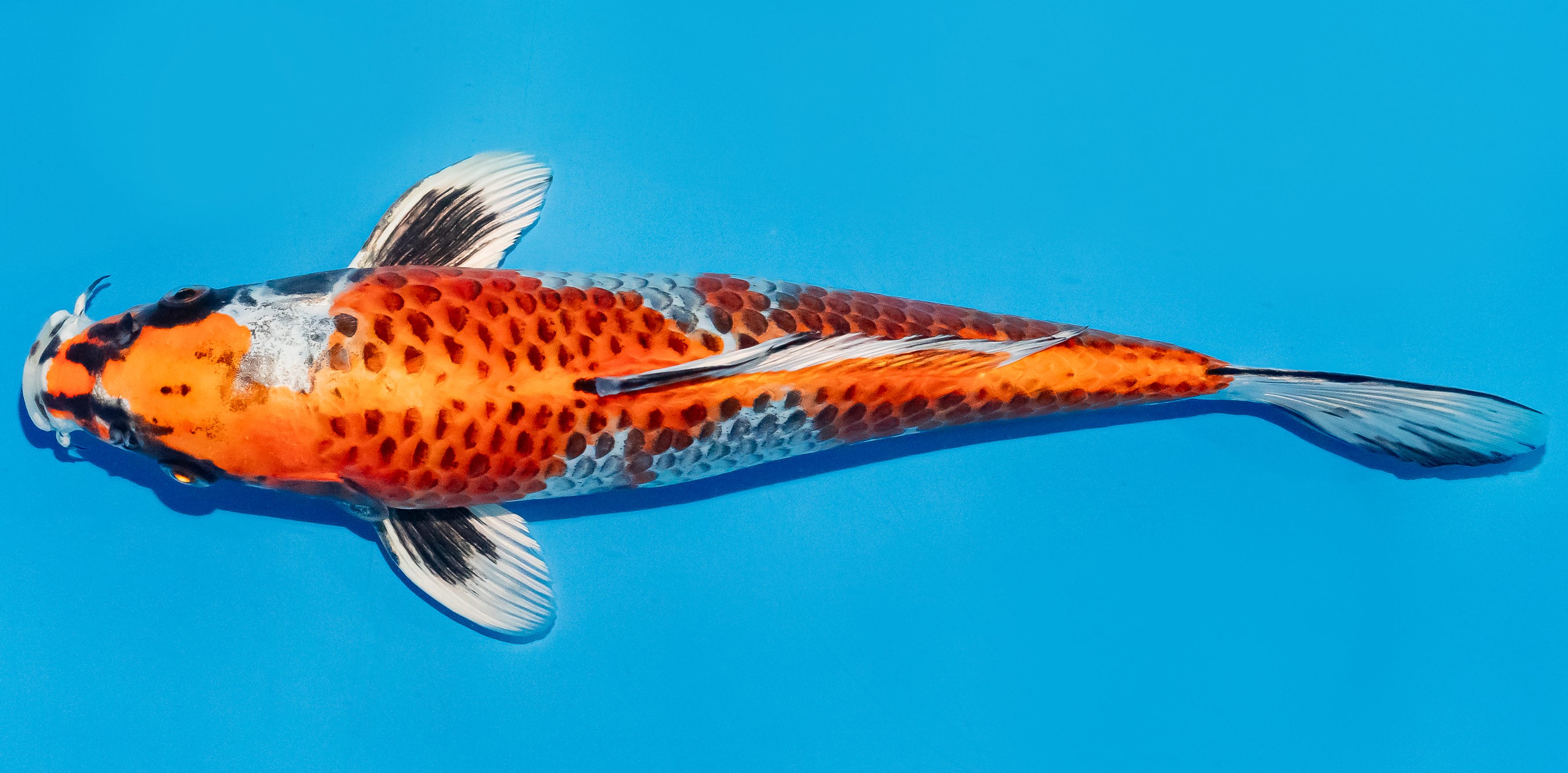 Koi 25-30cm Nr. 7935