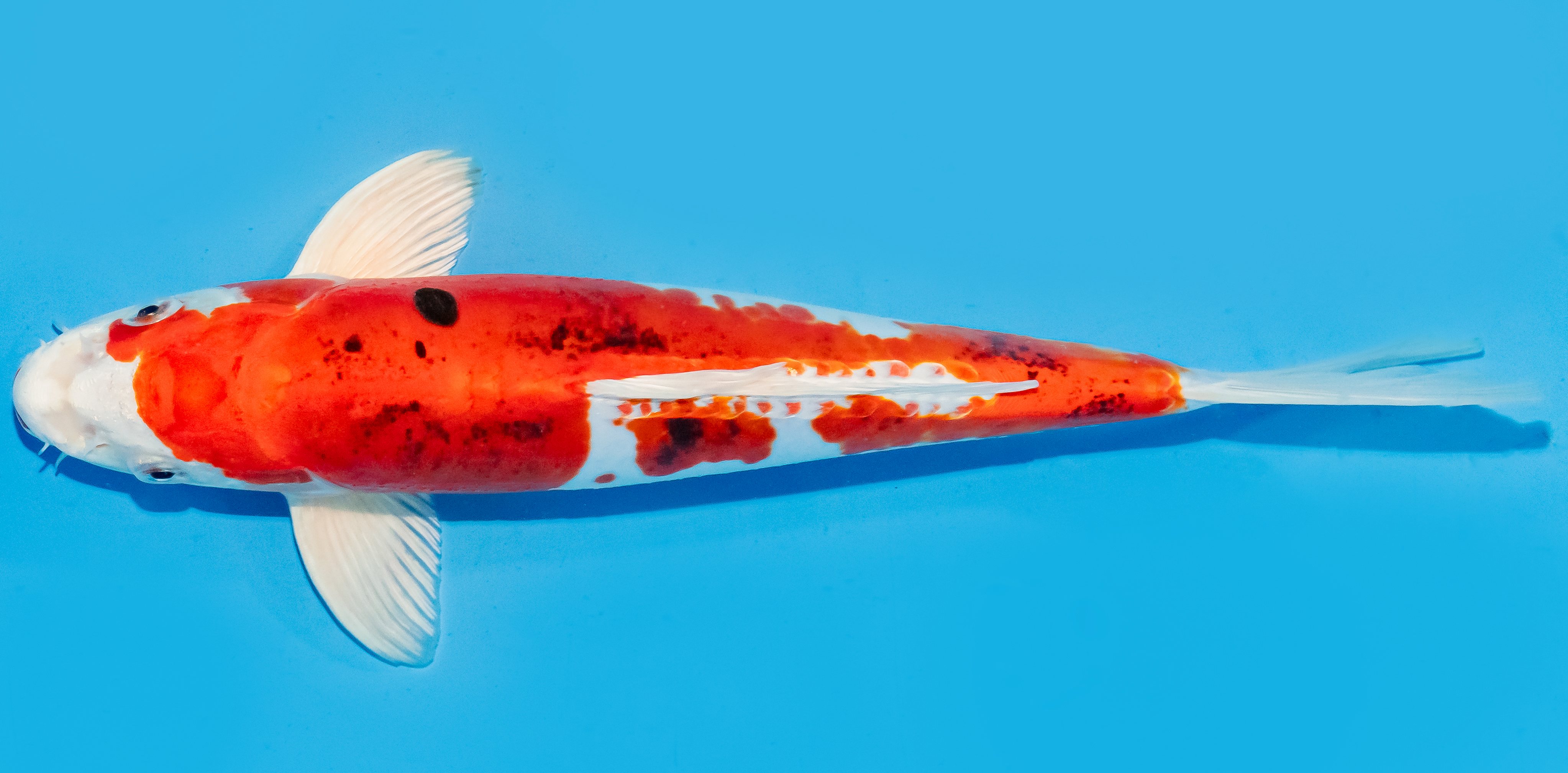 Koi 30-35cm Nr. 7644