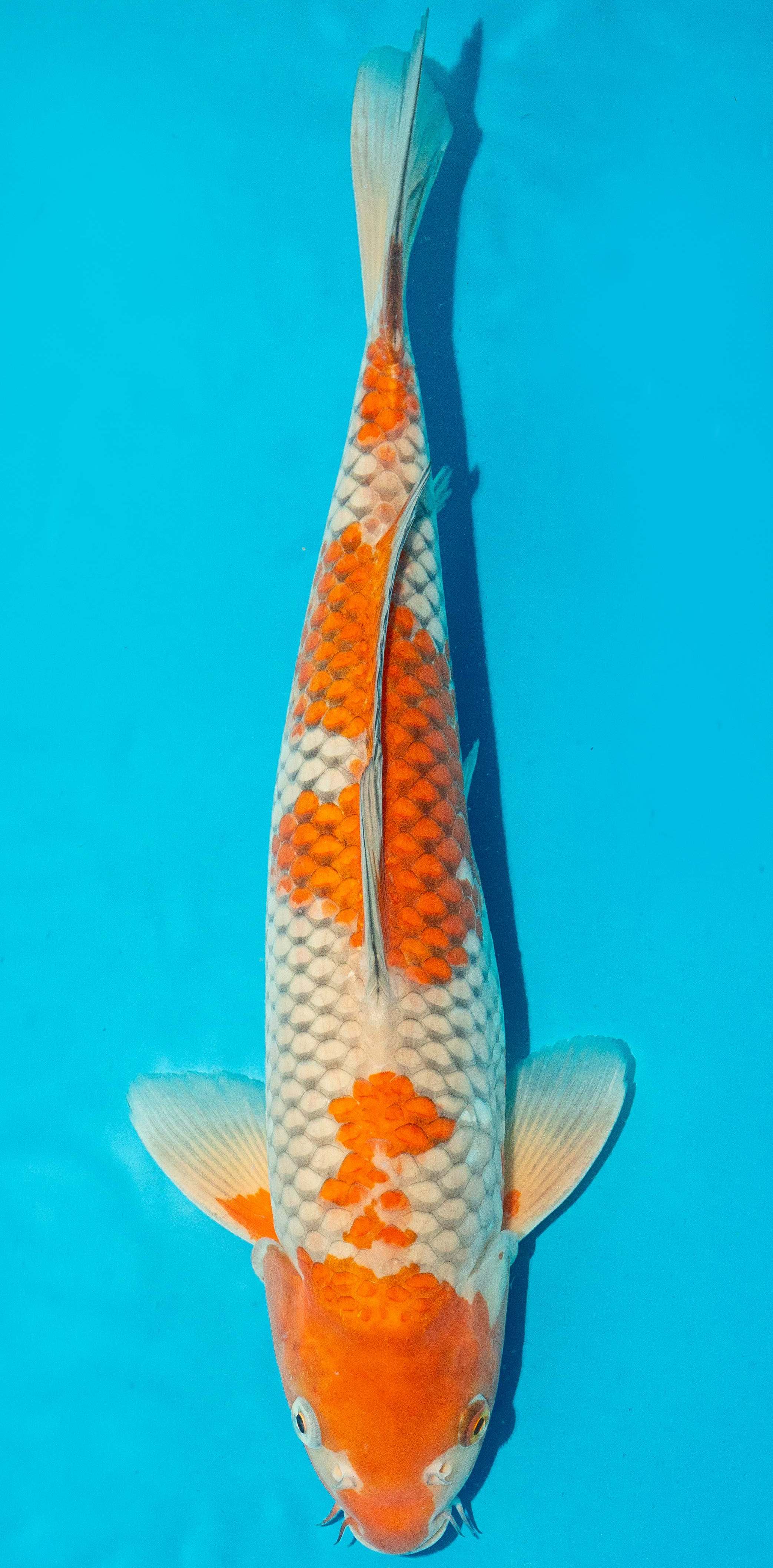 Koi 40-45cm Nr. 4980
