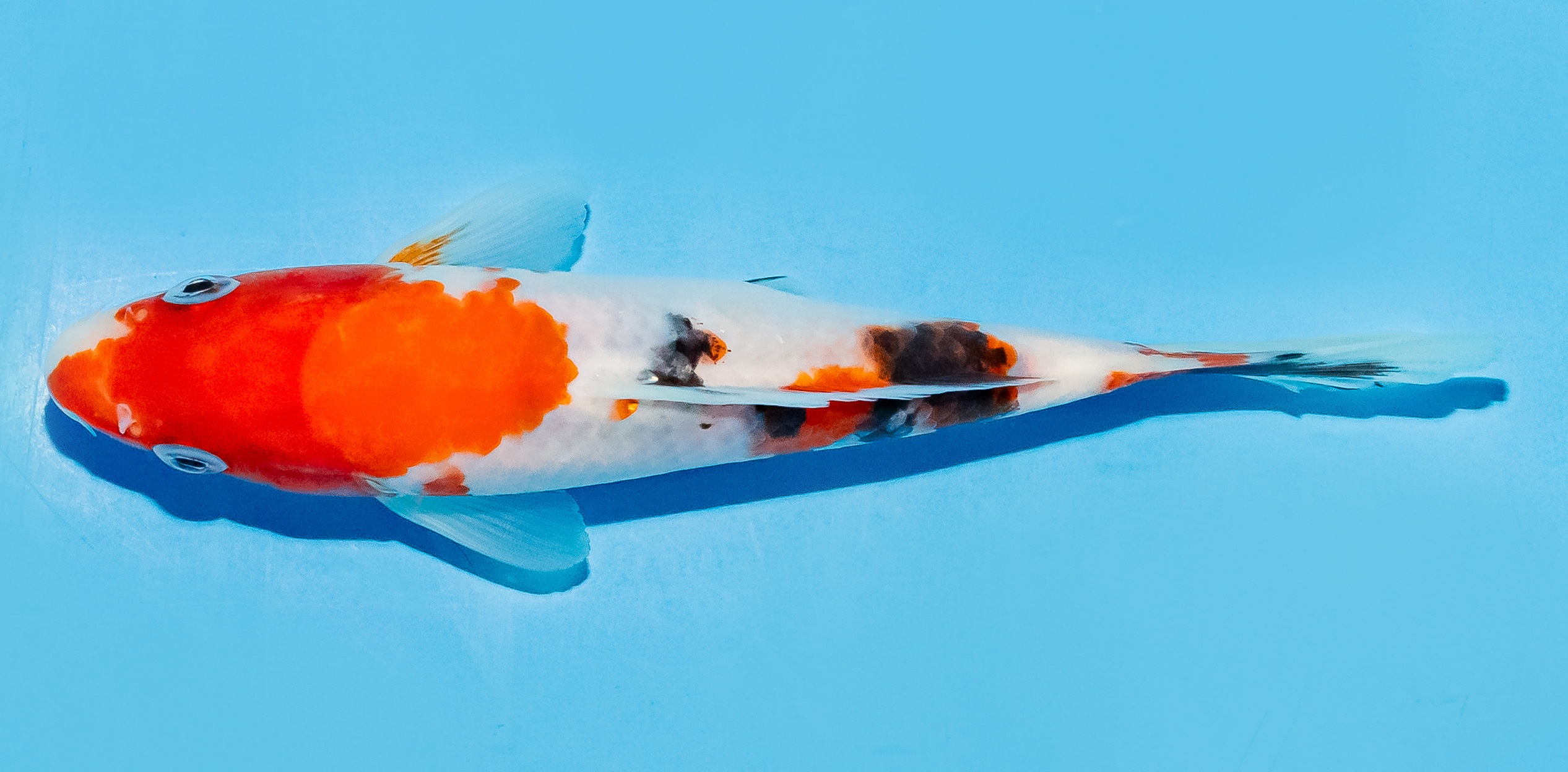 Koi 17-20cm Nr. 7771