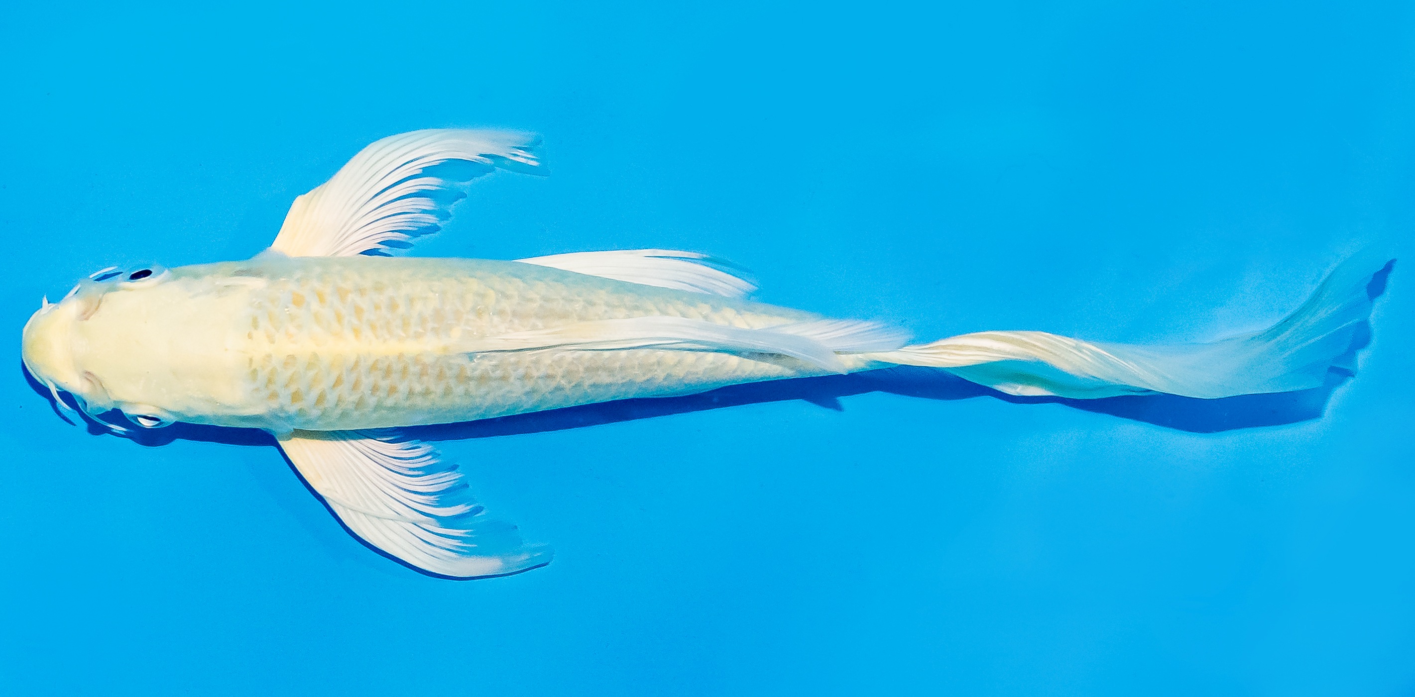 Butterfly Koi 20-25cm Nr. 8534