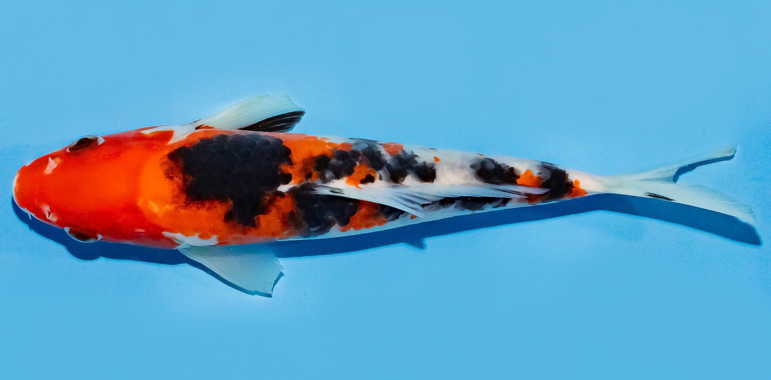 Koi 17-20cm Nr. 7742