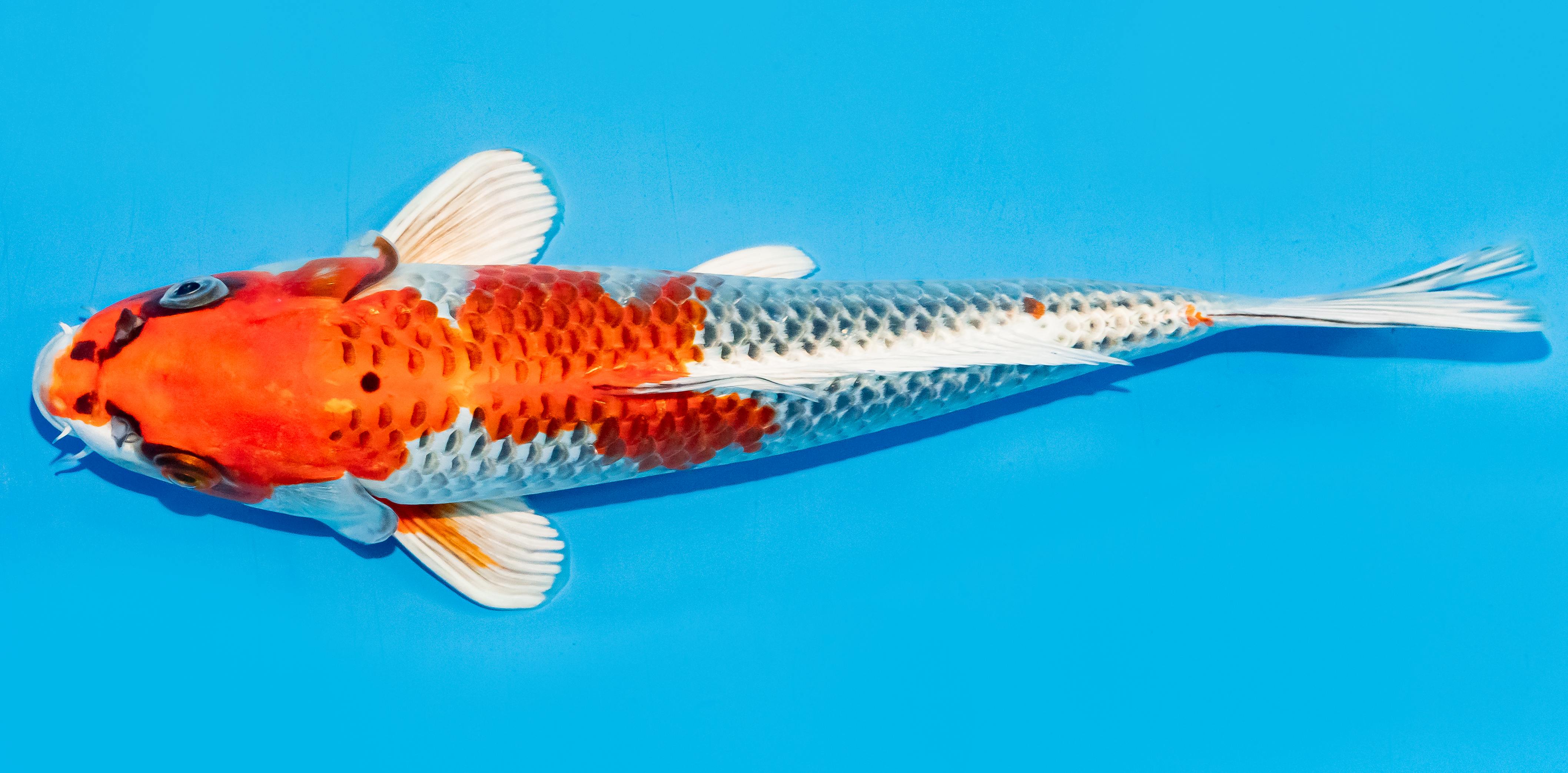 Koi 30-35cm Nr. 7640