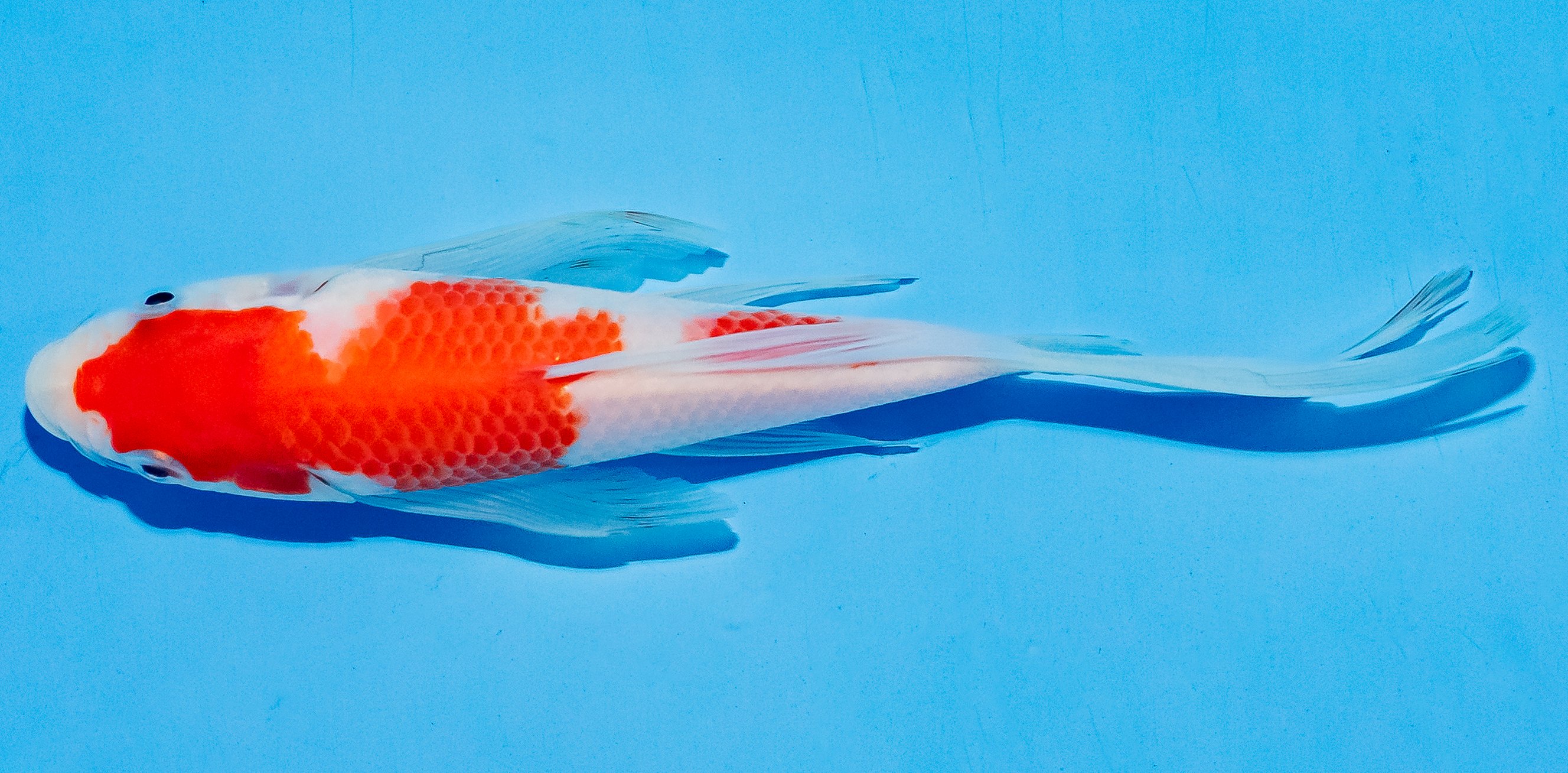 Butterfly Koi 17-20cm Nr. 5920