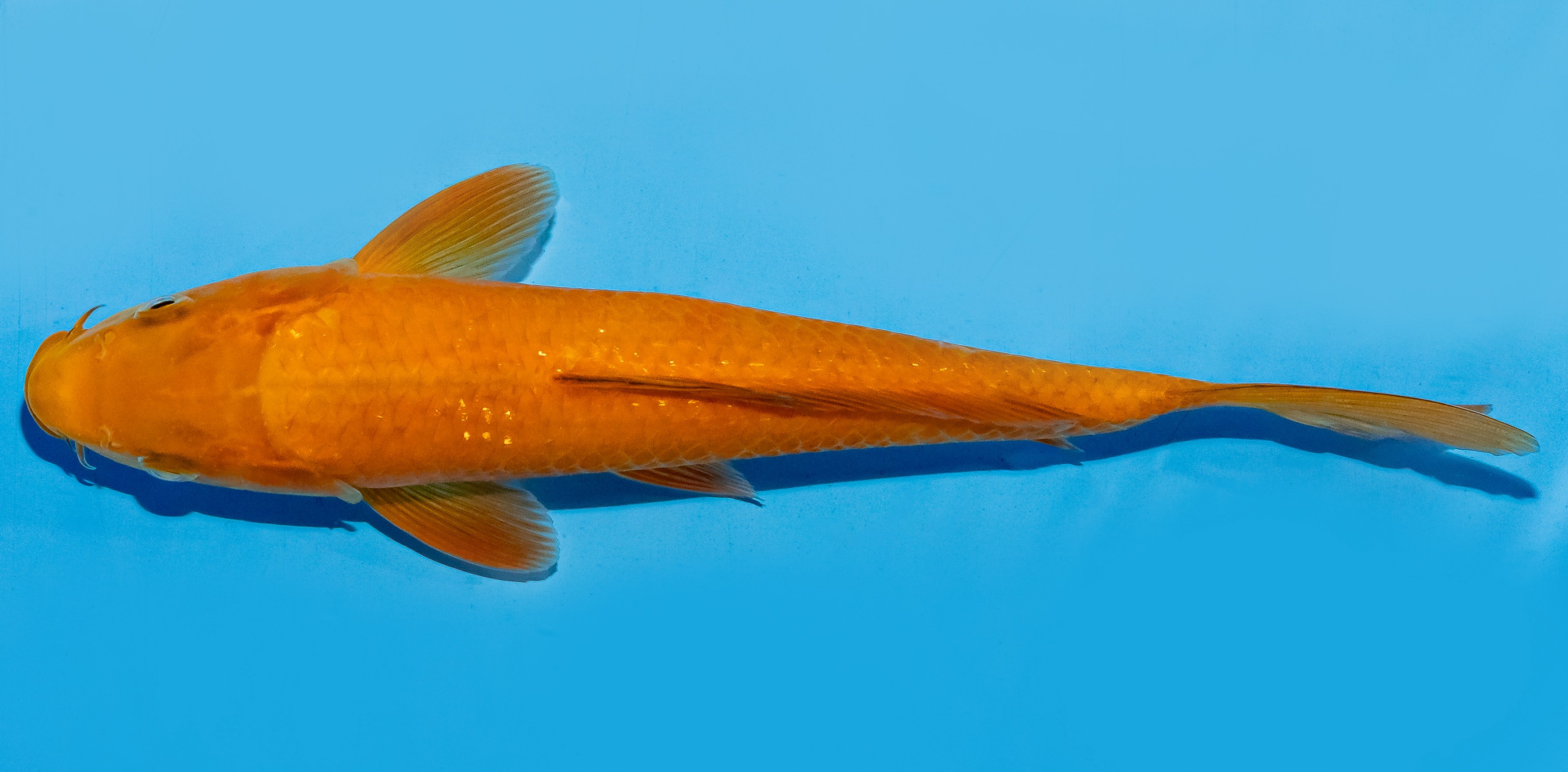 Koi 20-25cm Nr. 8617