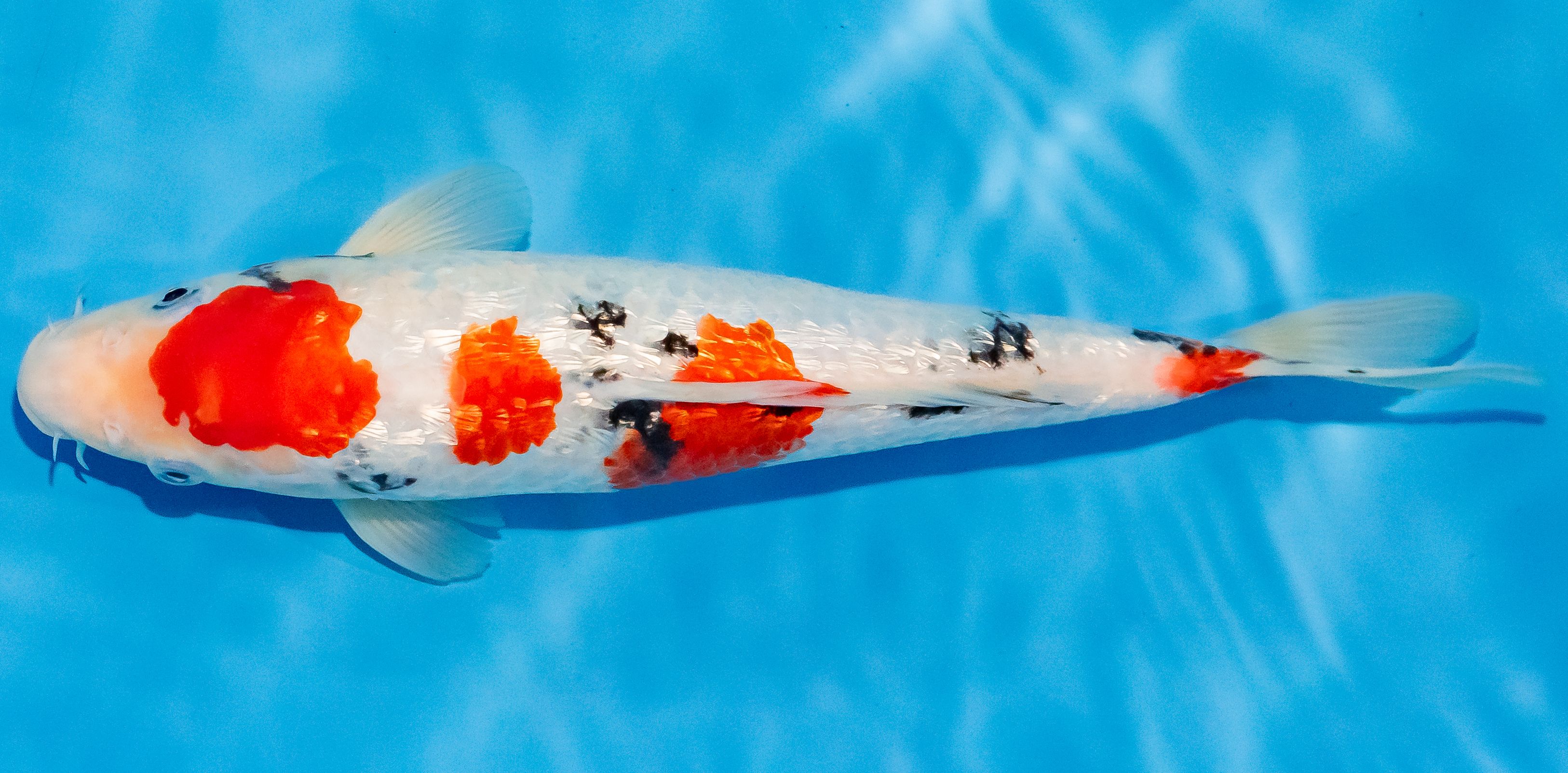 Koi 30-35cm Nr. 1335