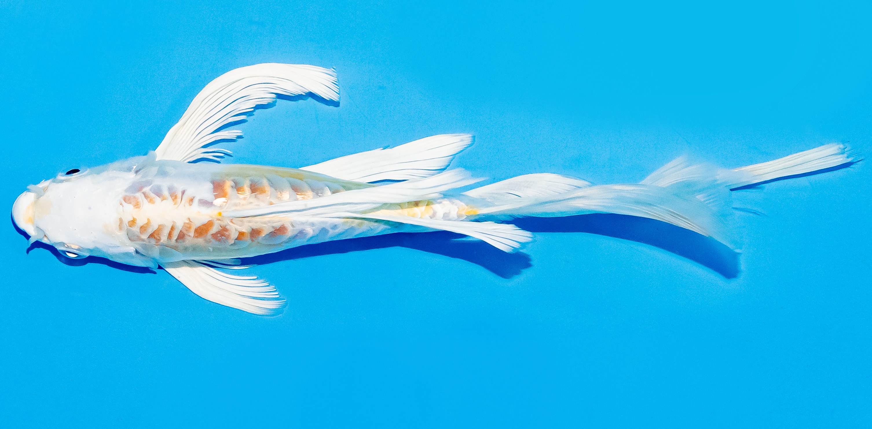 Butterfly Koi 17-20cm Nr. 5946