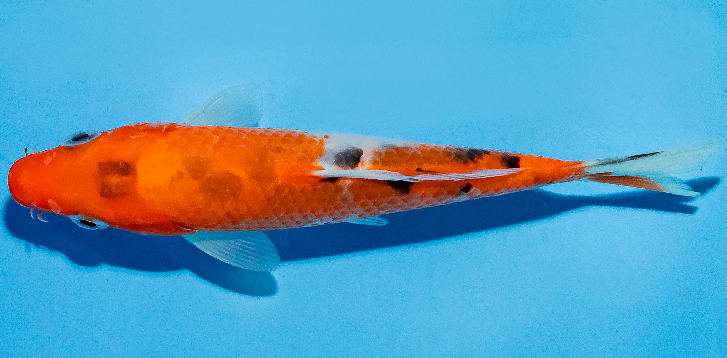 Koi 14-17cm Nr. 4746