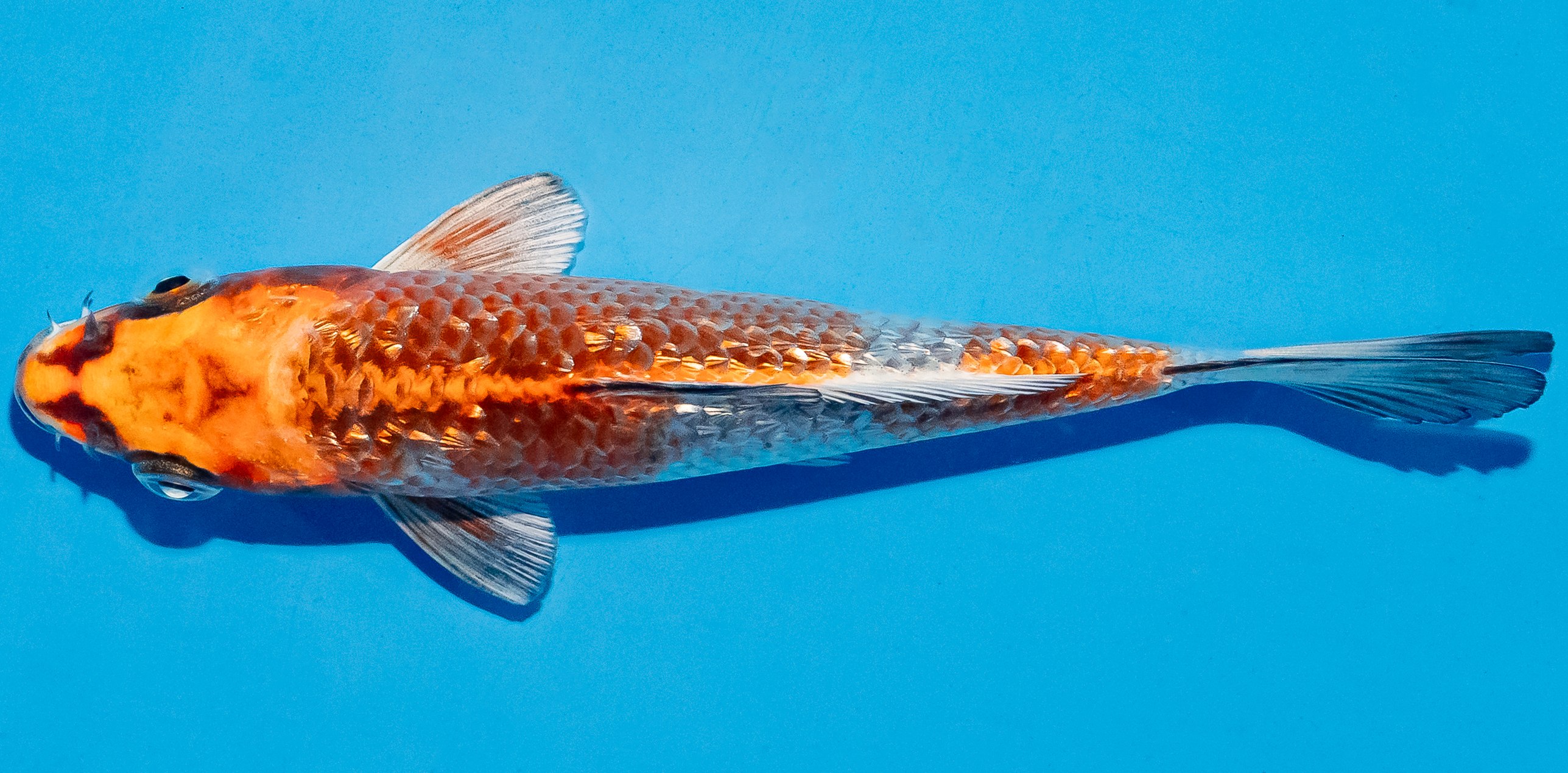 Koi 14-17cm Nr. 4756